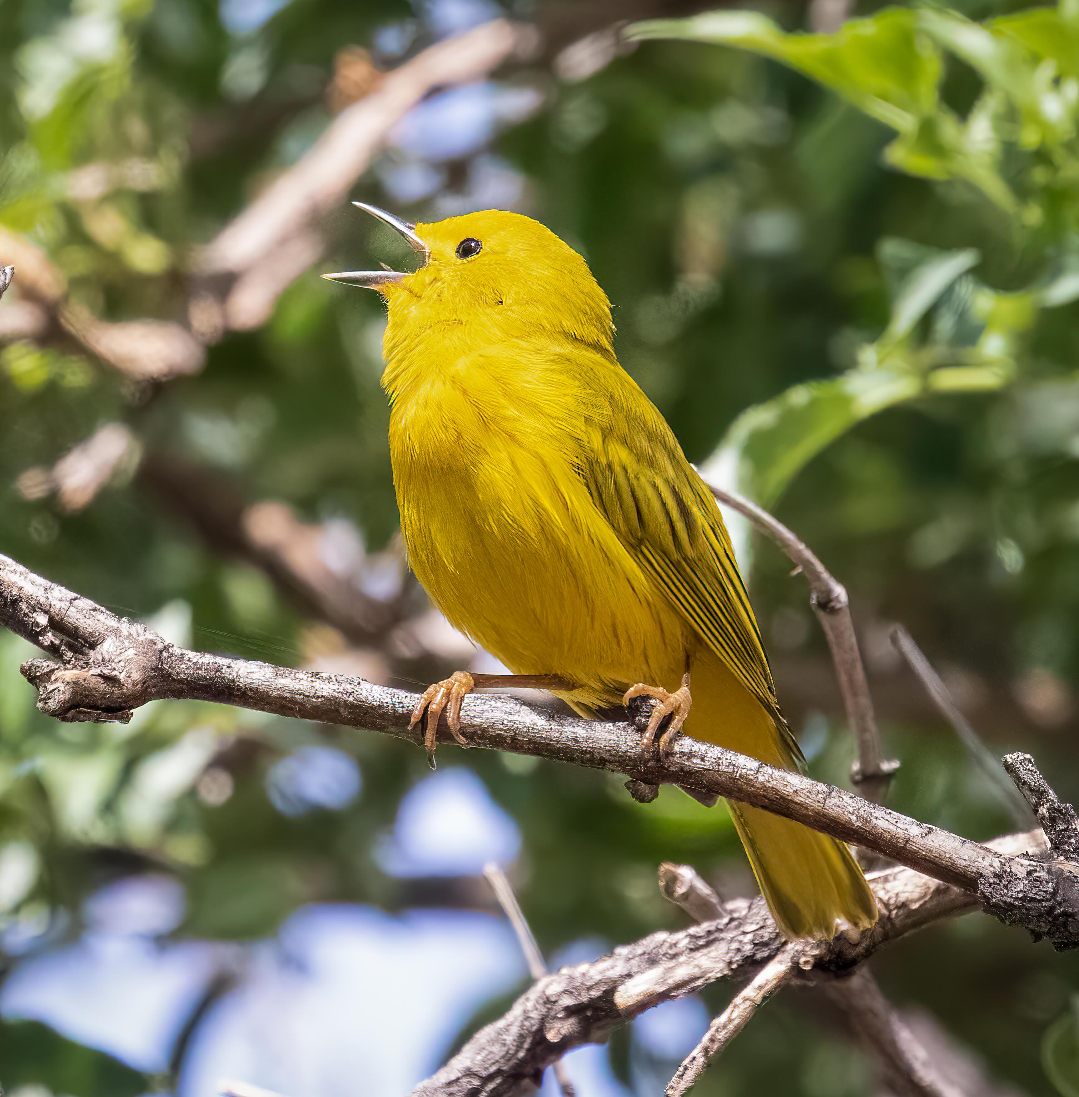 Yellow bird perched on a tree branch with its beak open.