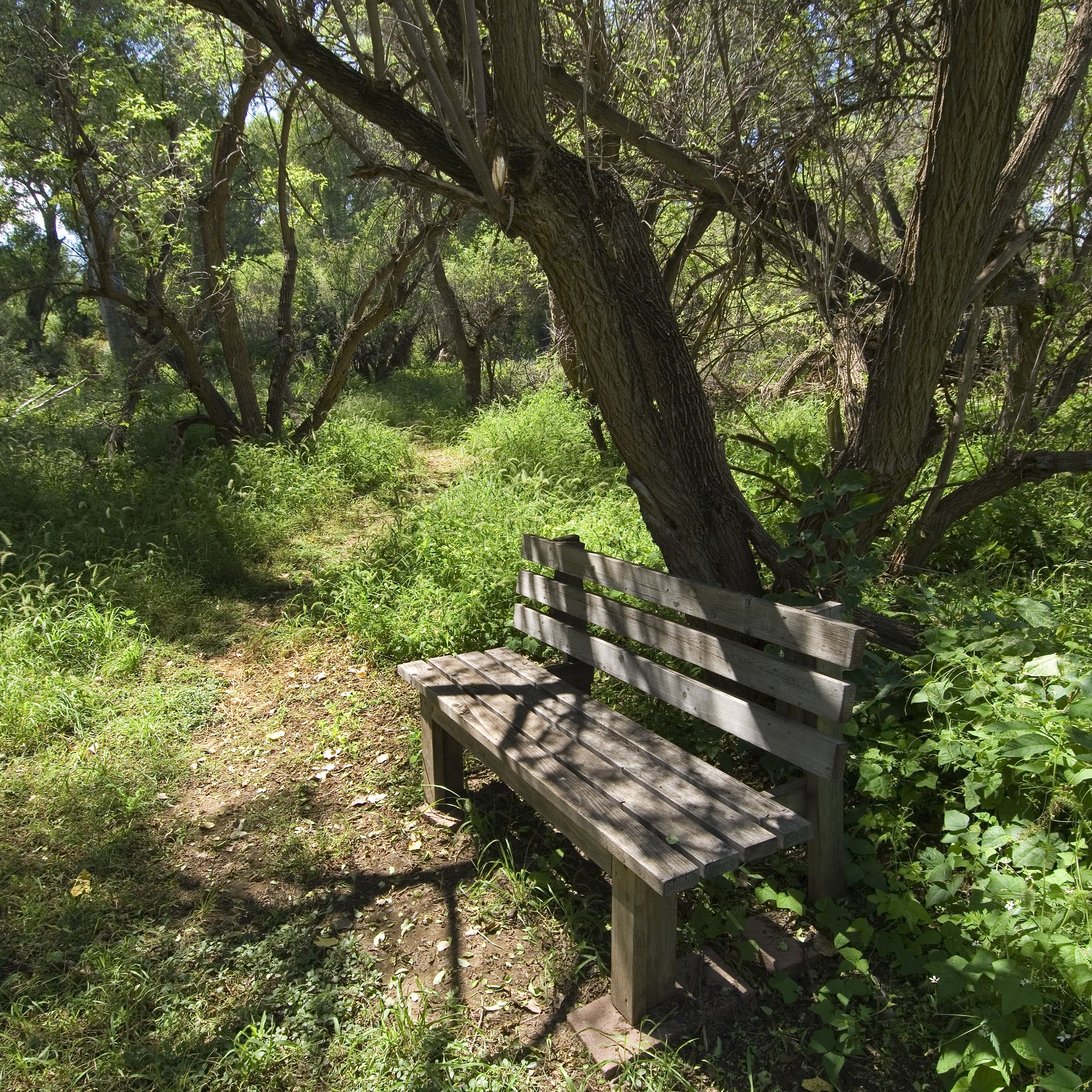 A wooden bench sits alongside a trail, green with vegetation.