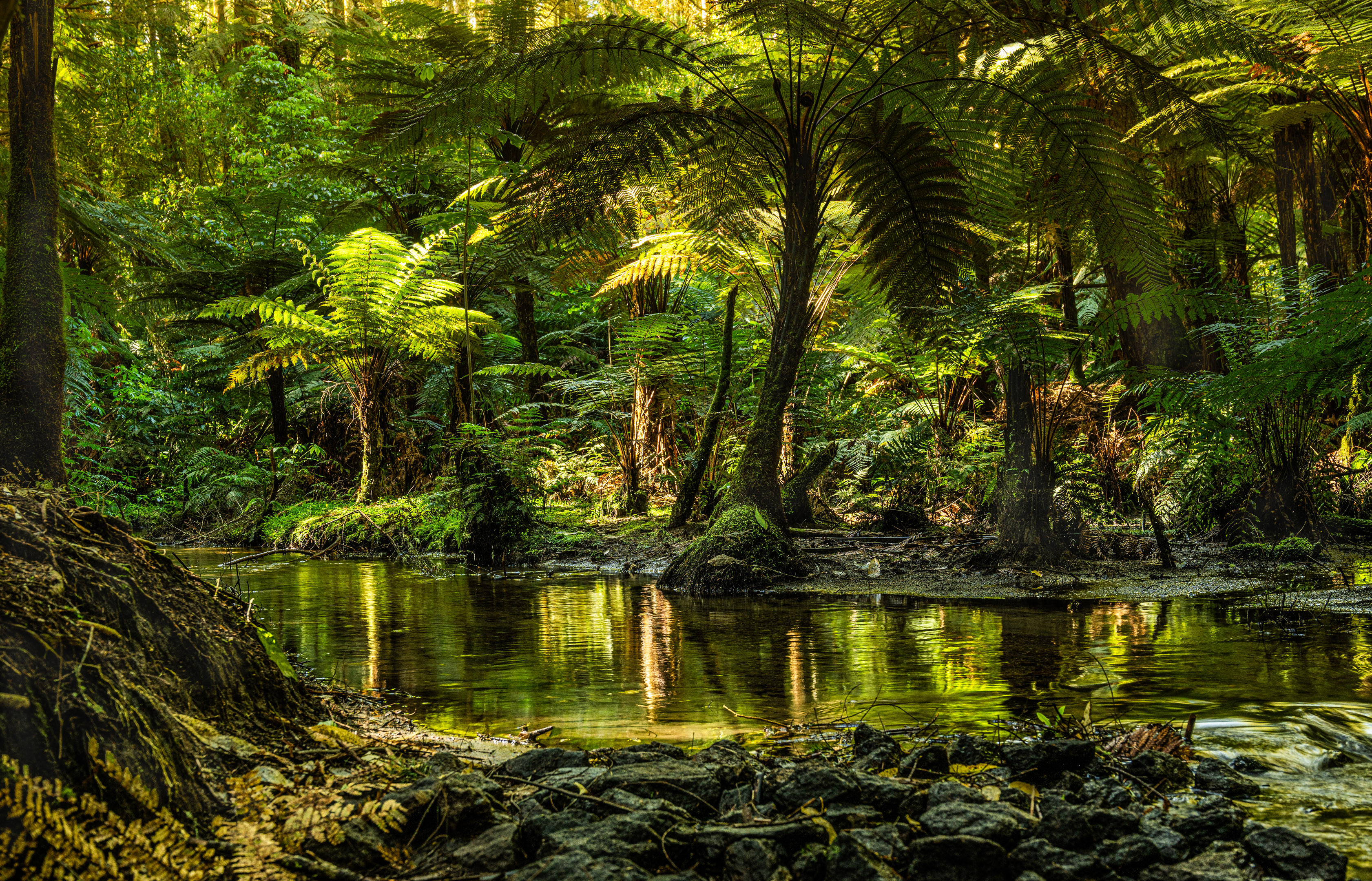 A stream in a lush green forest with giant ferns.