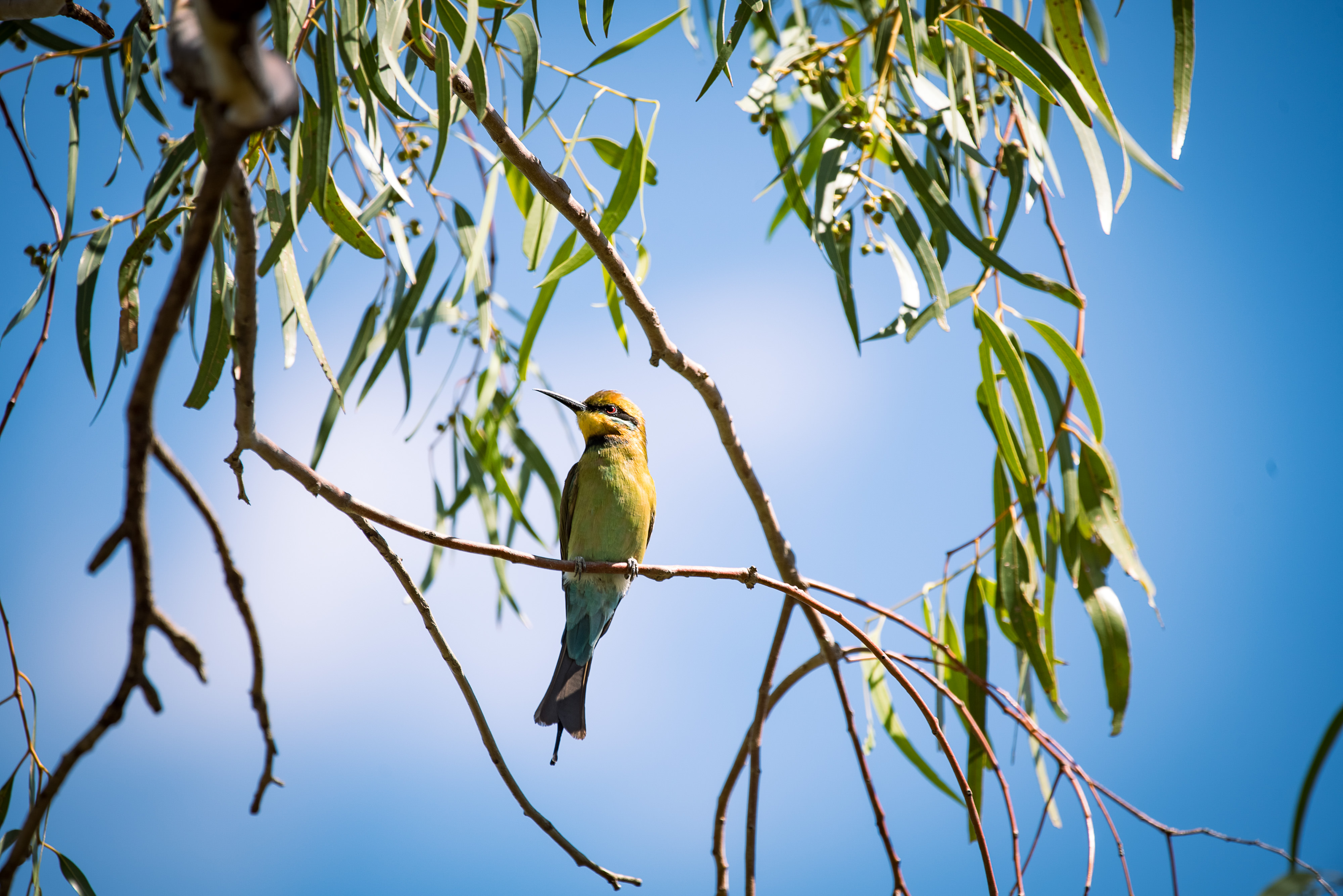 A yellow bird (rainbow bee-eater) sits on a tree branch against a blue sky.