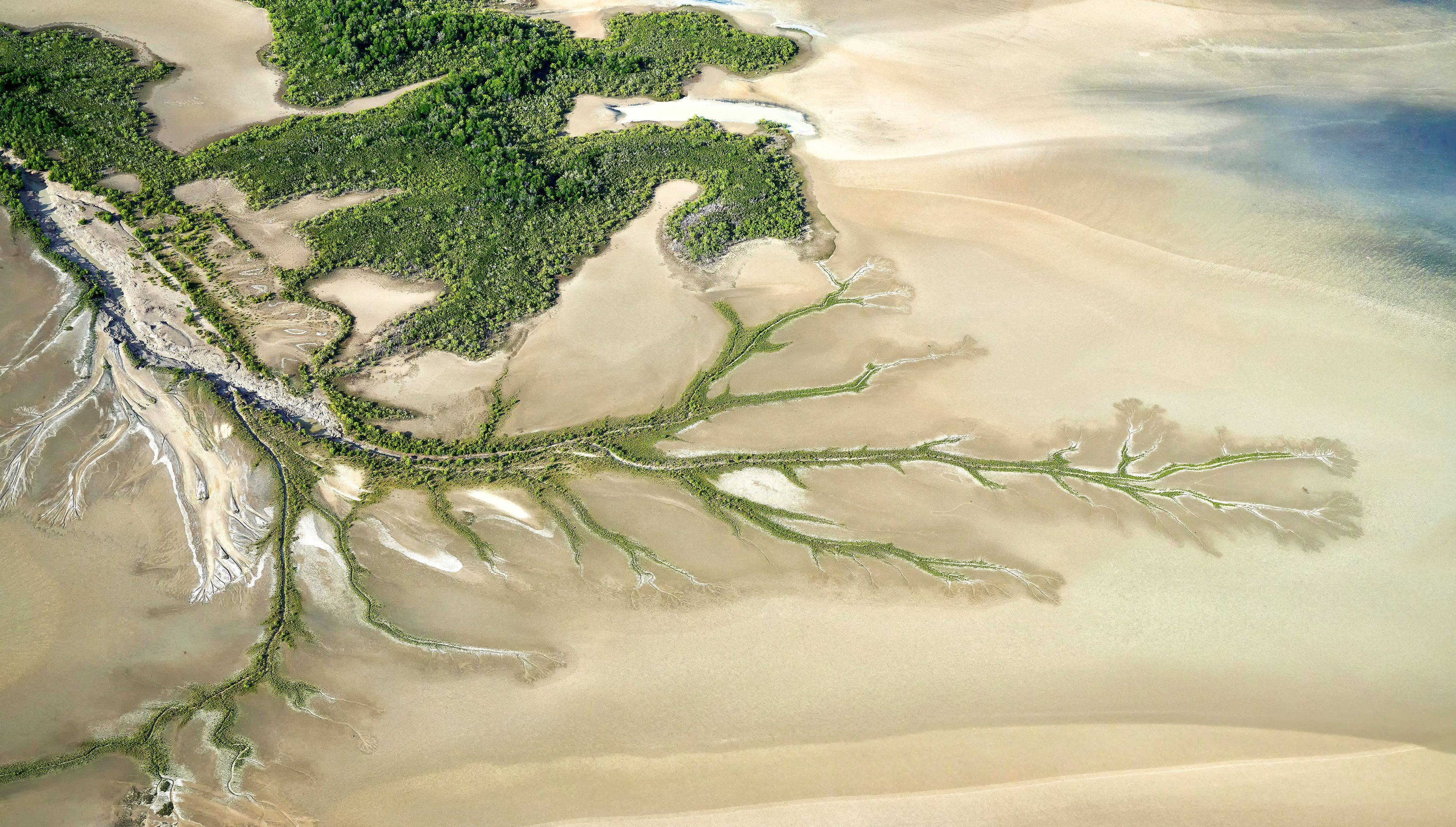 Mangrove aerial