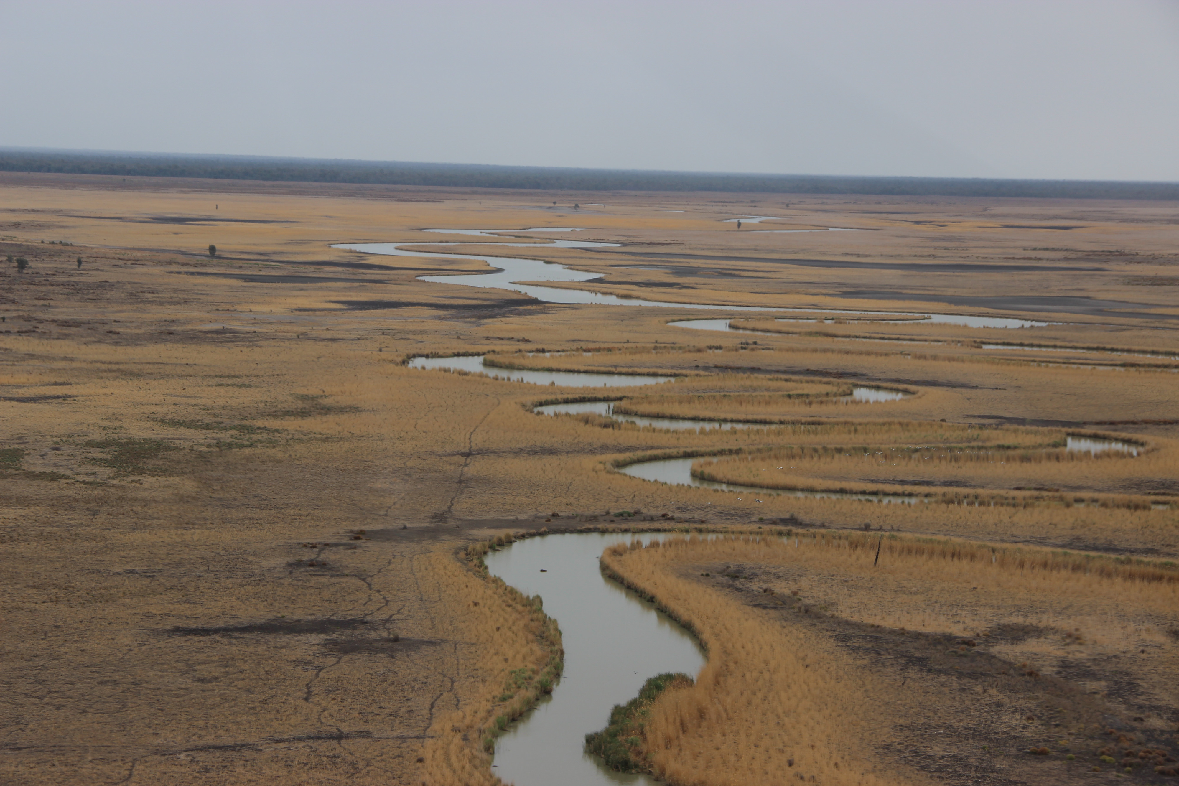 Reed Swamps of the Great Cumbung, NSW