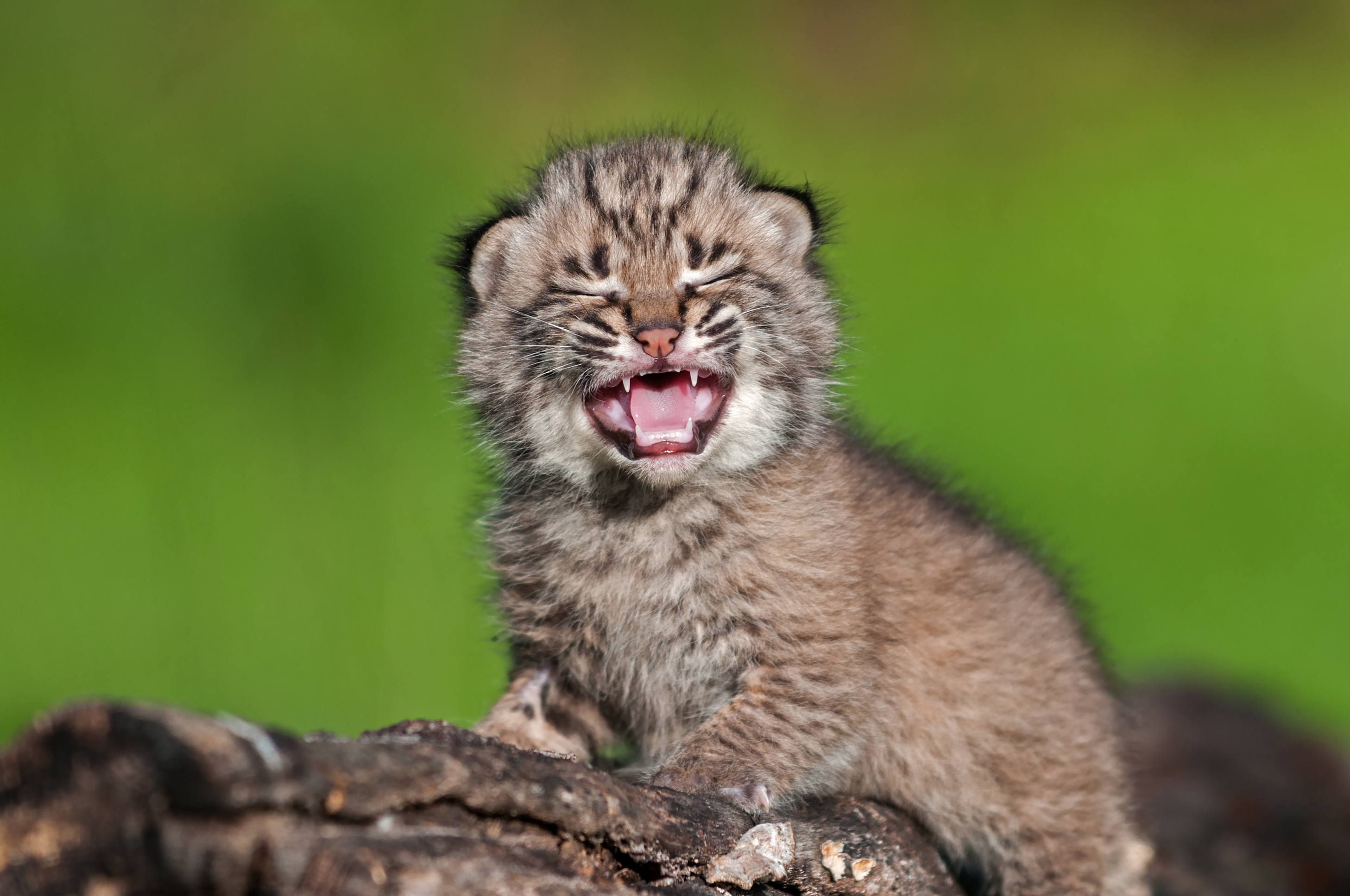 Young bobcat kitten.