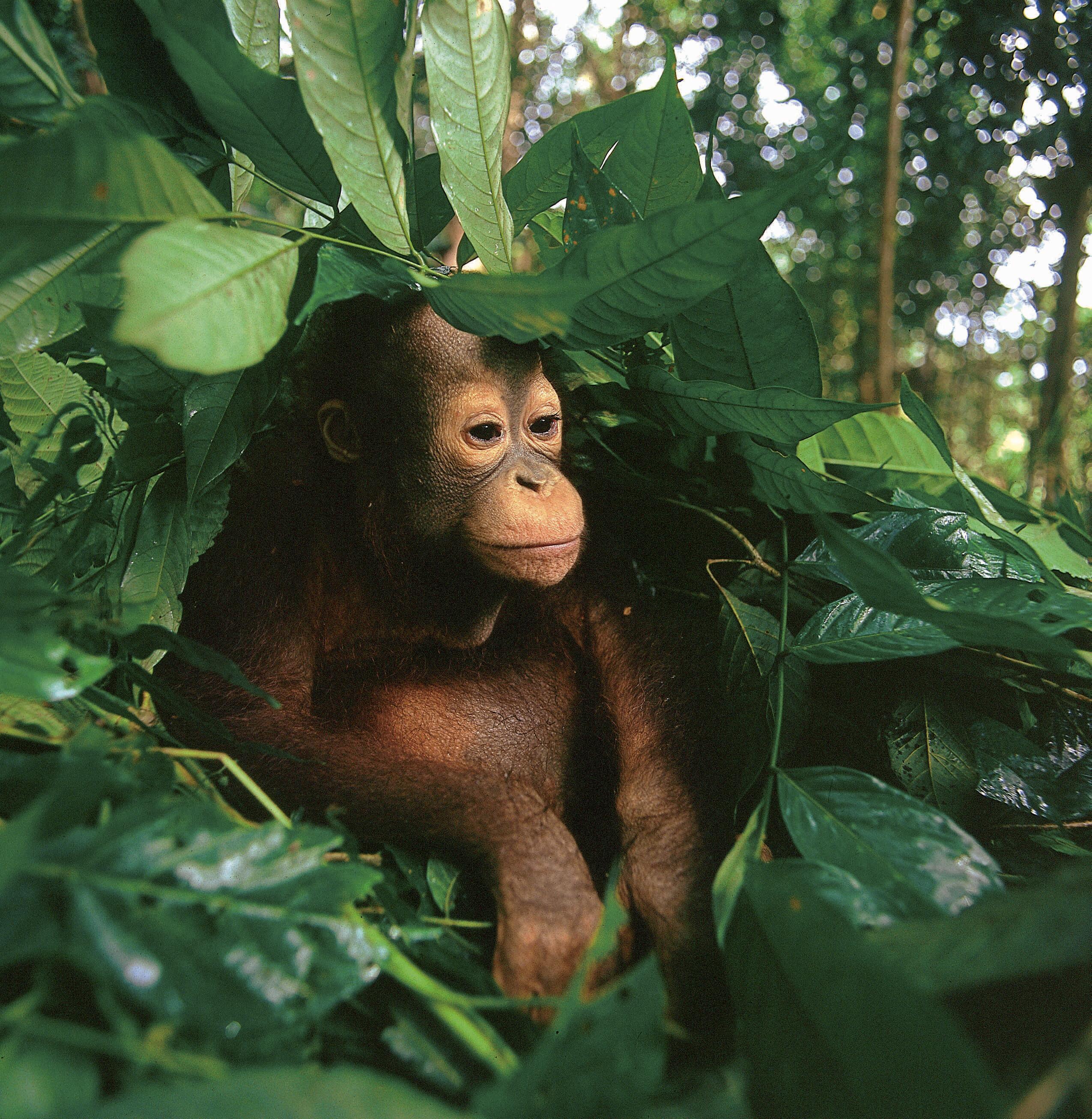 Baby orangutan hiding in the leaves of Indonesia's forest.