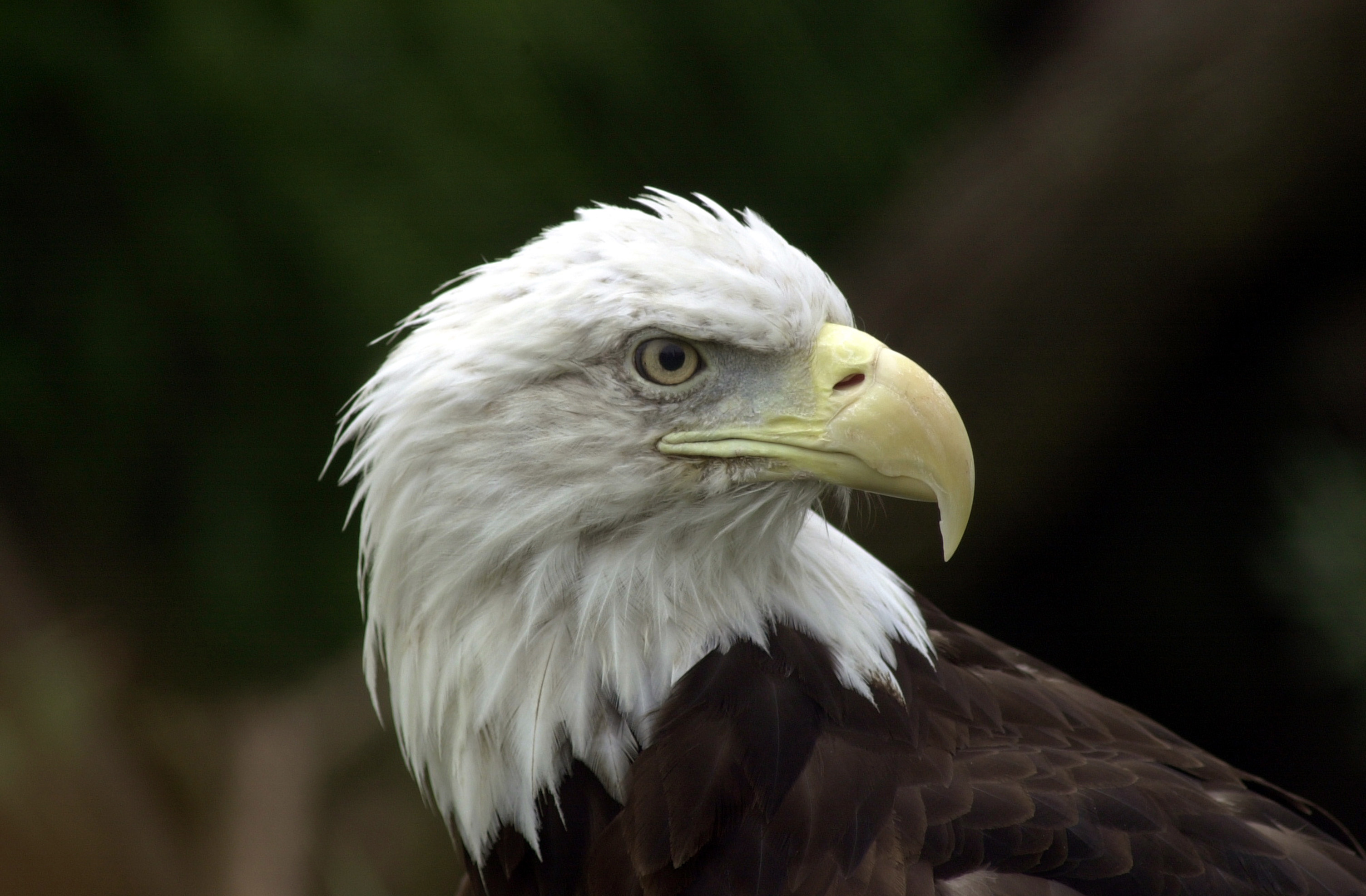 bald eagle in flight.