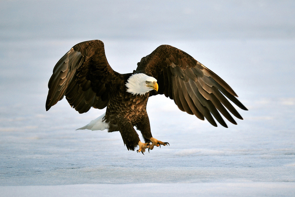 Large bald eagle with wings outstretched and talons ready.