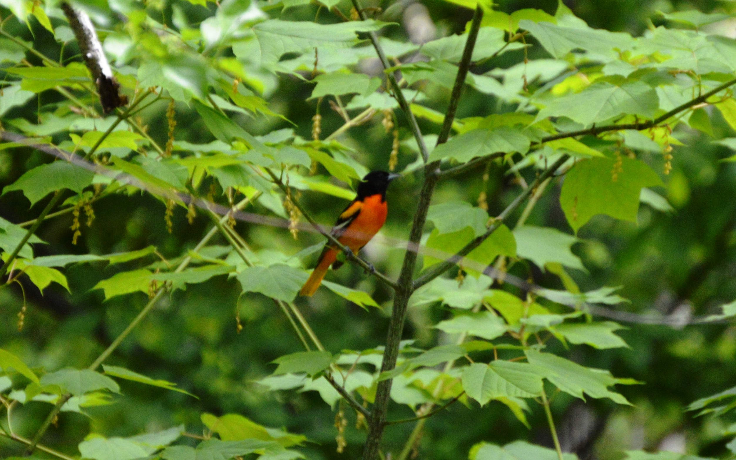 A red and black bird sits perched on the branch of a tree with large green leaves.