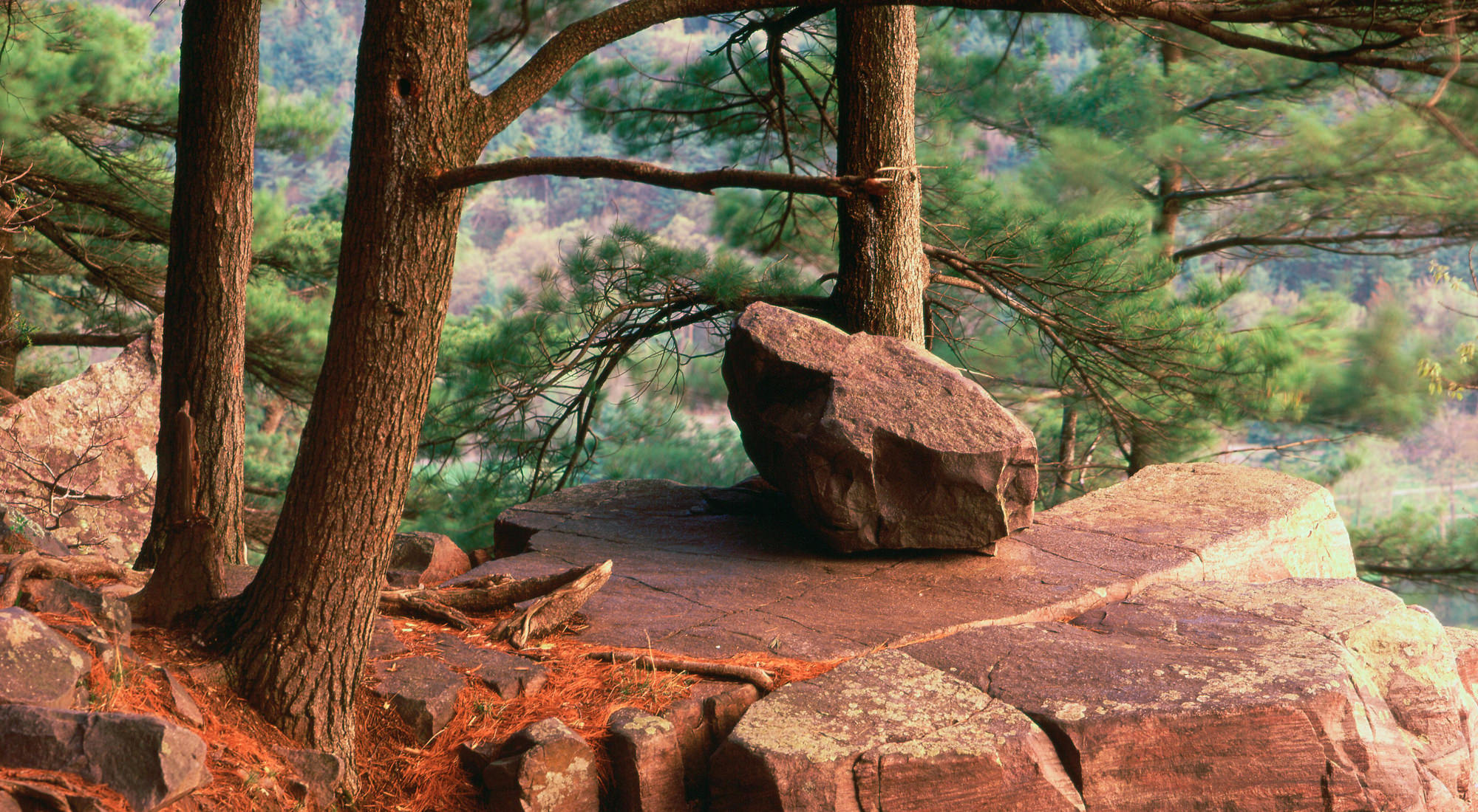 Trees grow from a rocky cliff. 