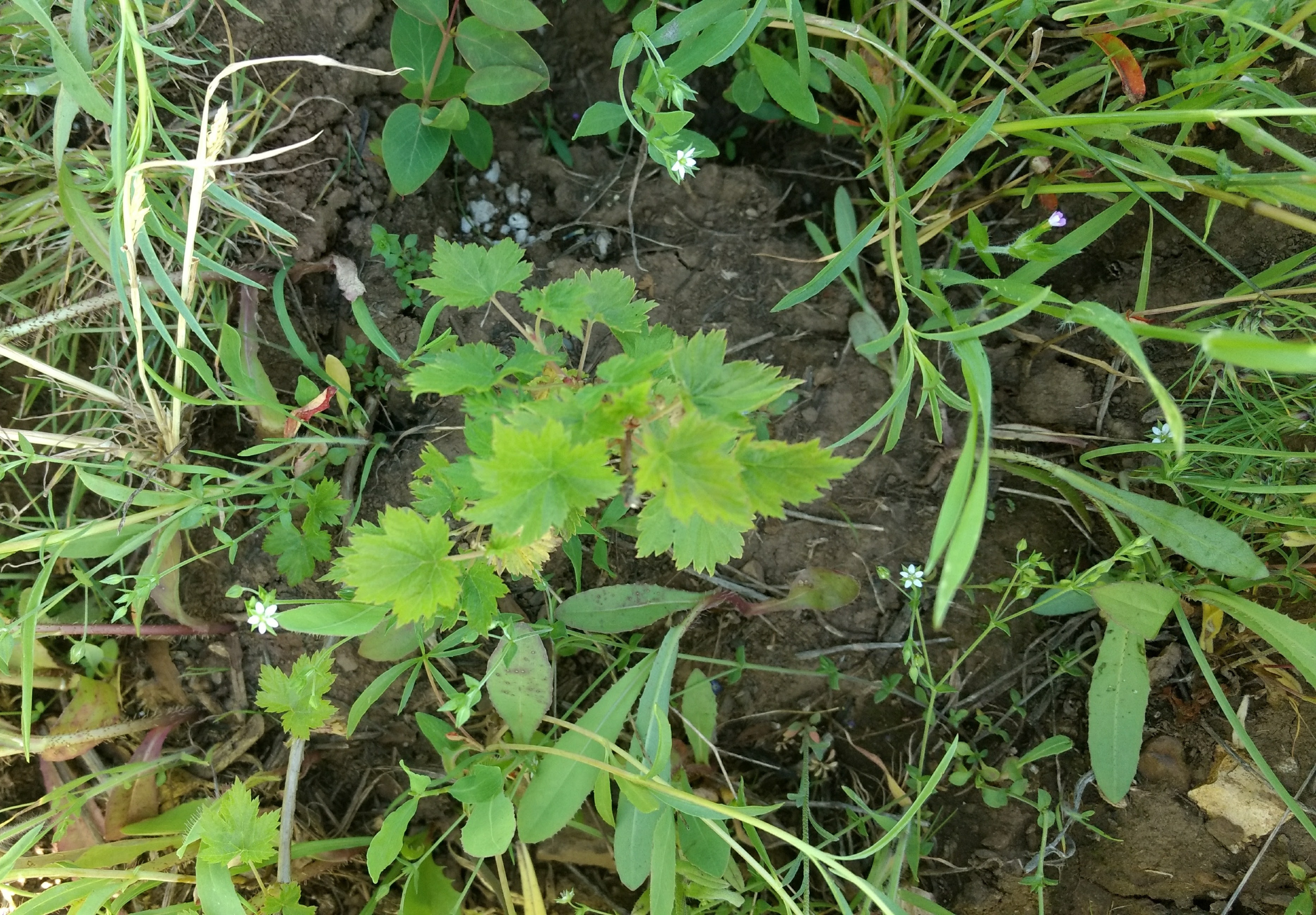Small berry plant surrounded by grass.