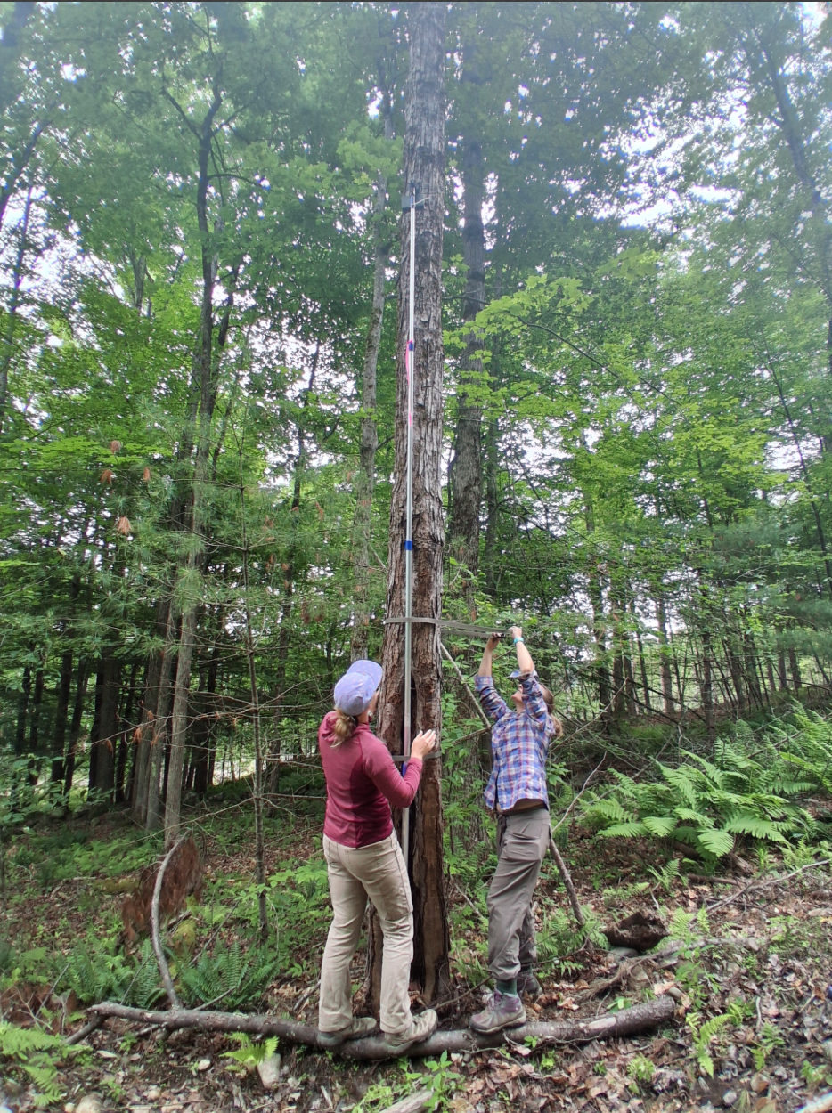 Two people set up an acoustic monitor on a long pole on the side of a tall tree in the woods.