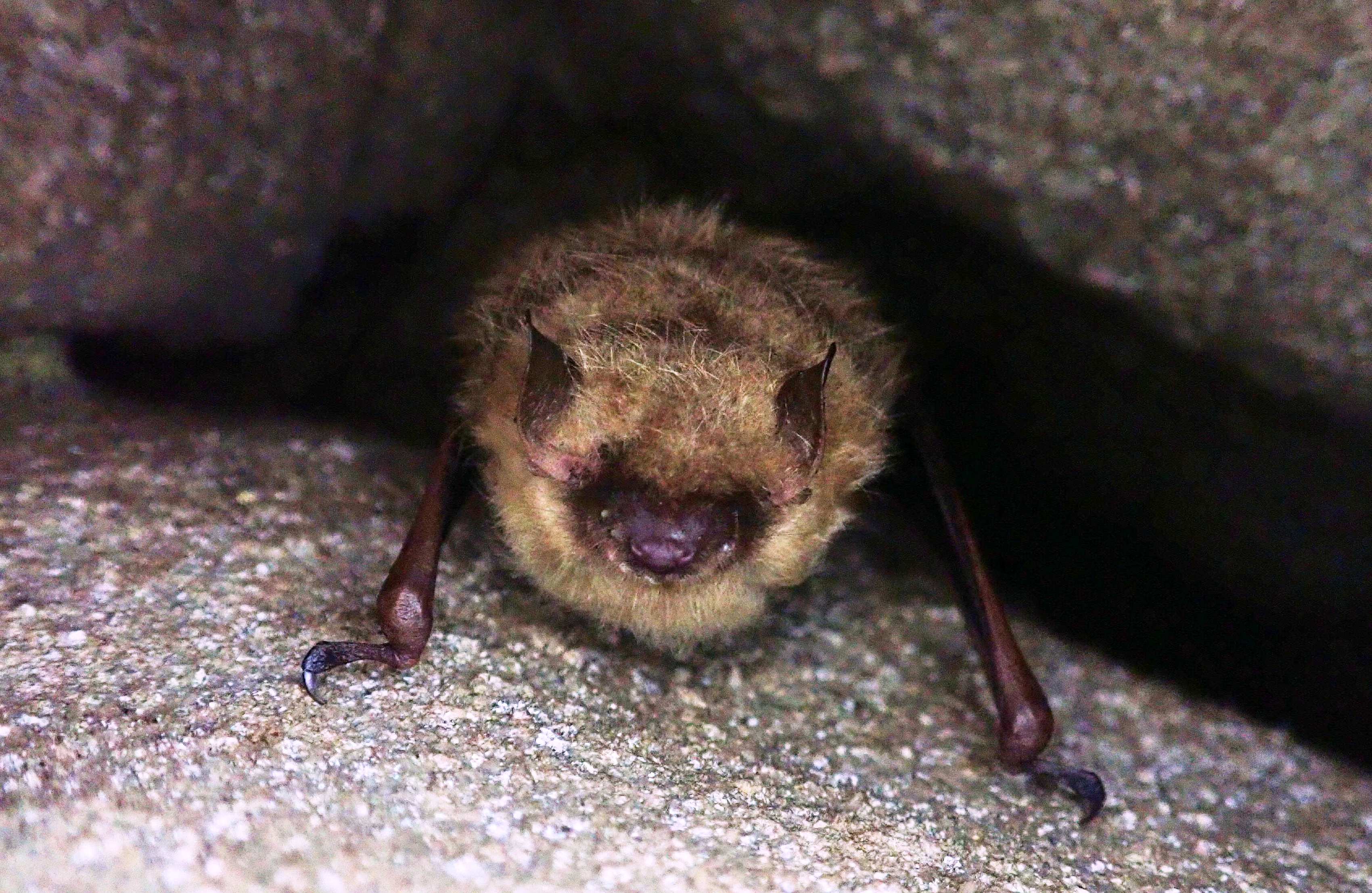 A furry brown bat with pointy ears peeks out from between two rocks.