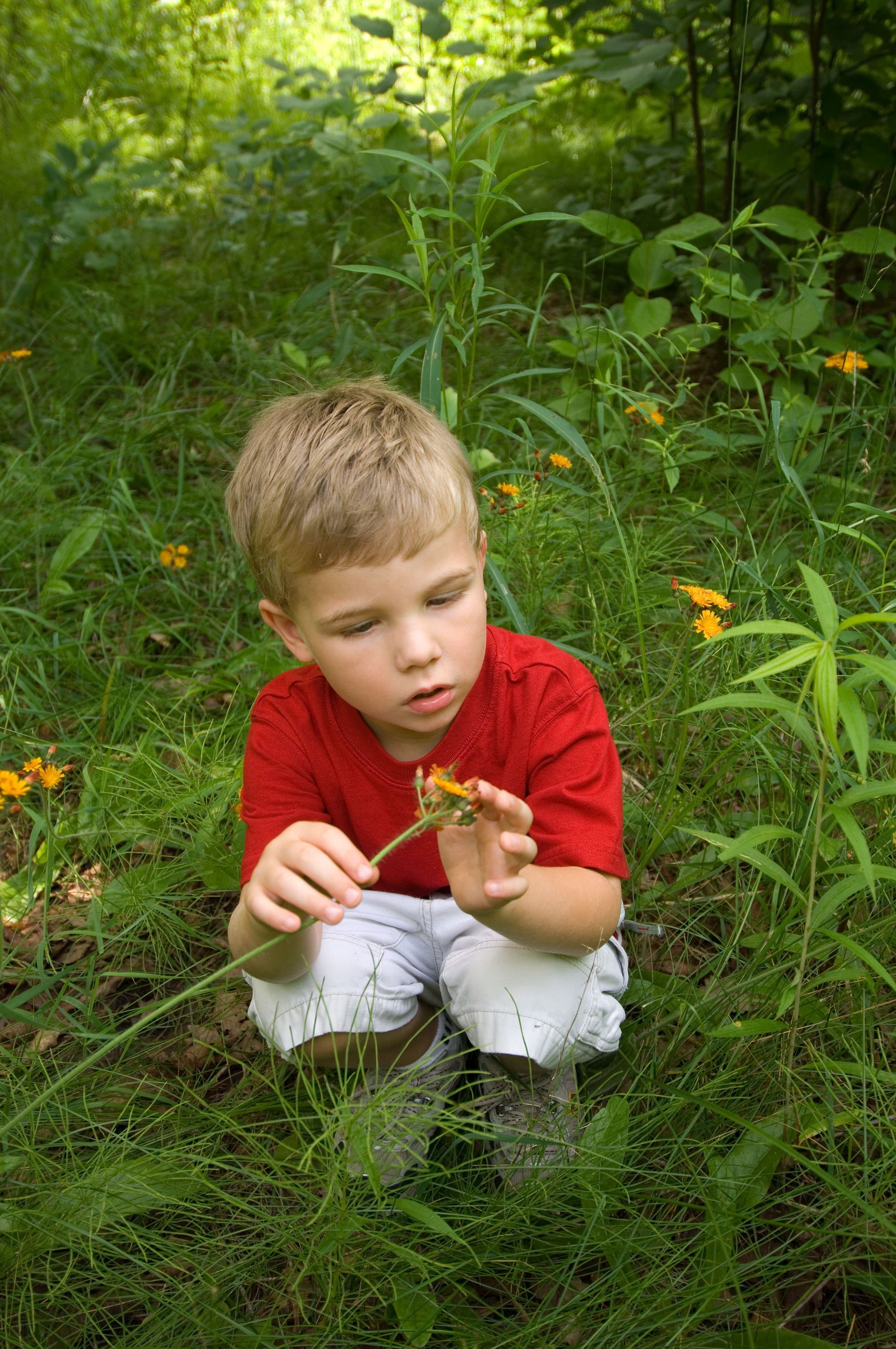 A boy in a red shirt investigating a flower. 
