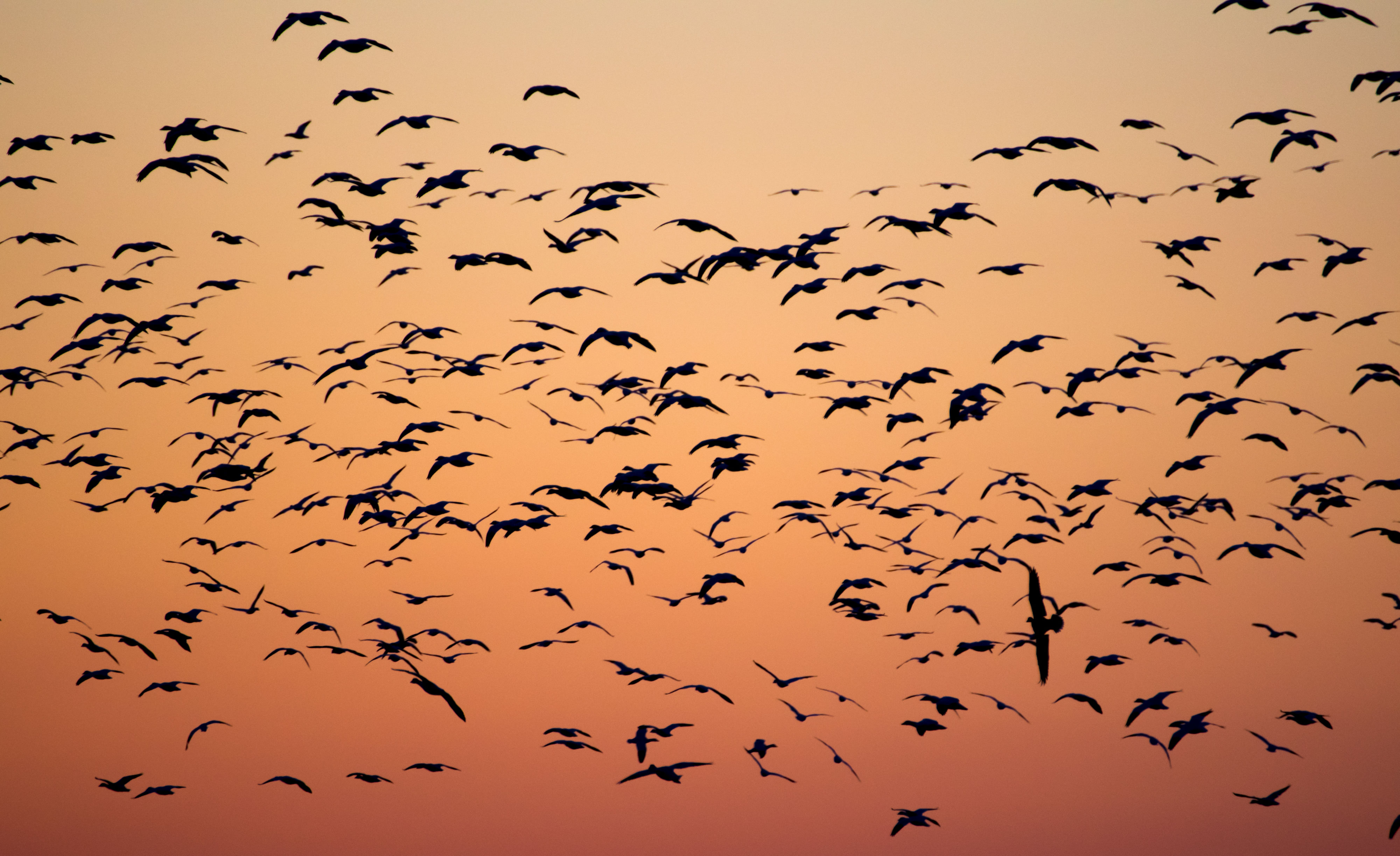 Photo of a flock of birds against a brilliant orange sunrise.