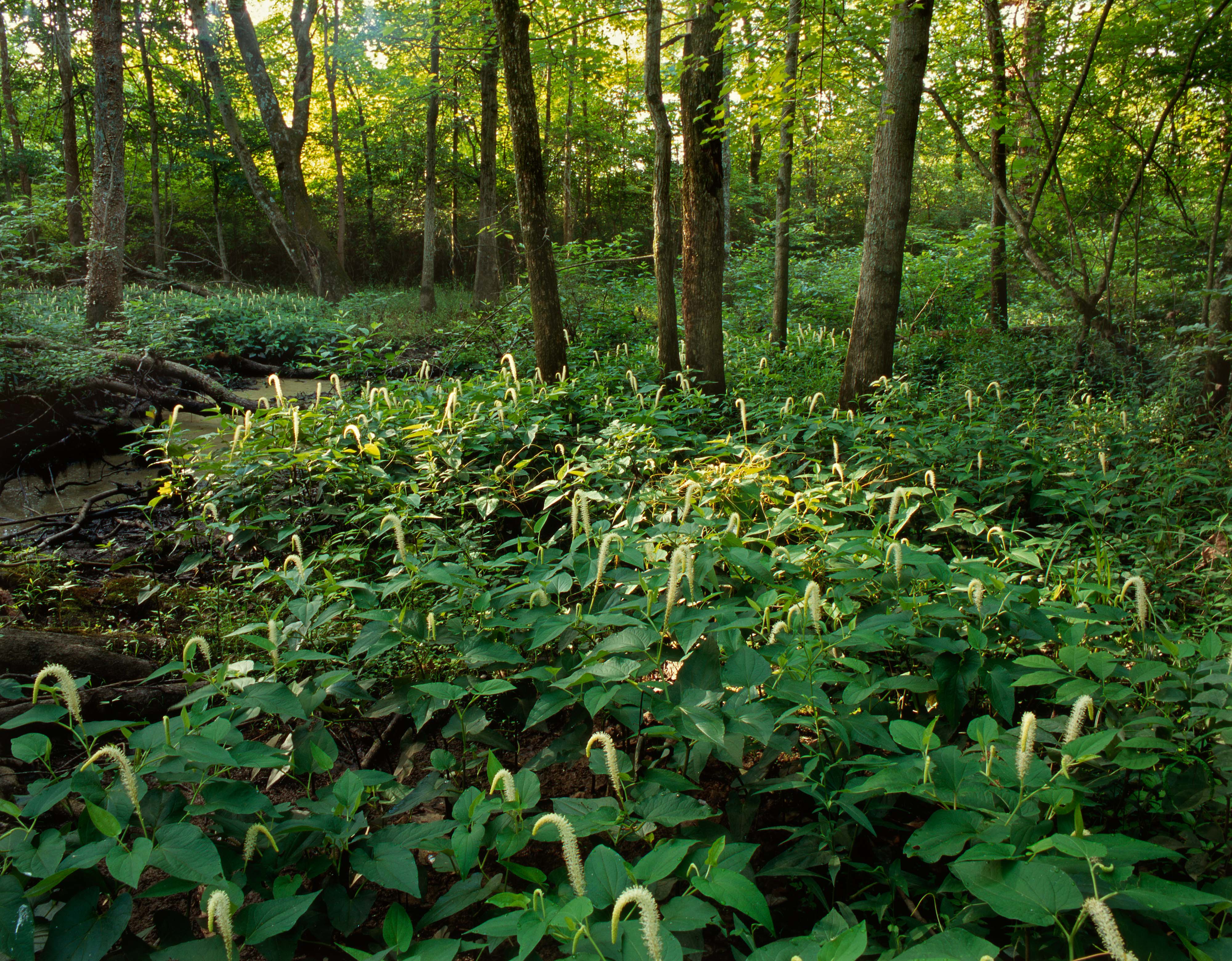 Lizard tail plants blooming in a low wetland.