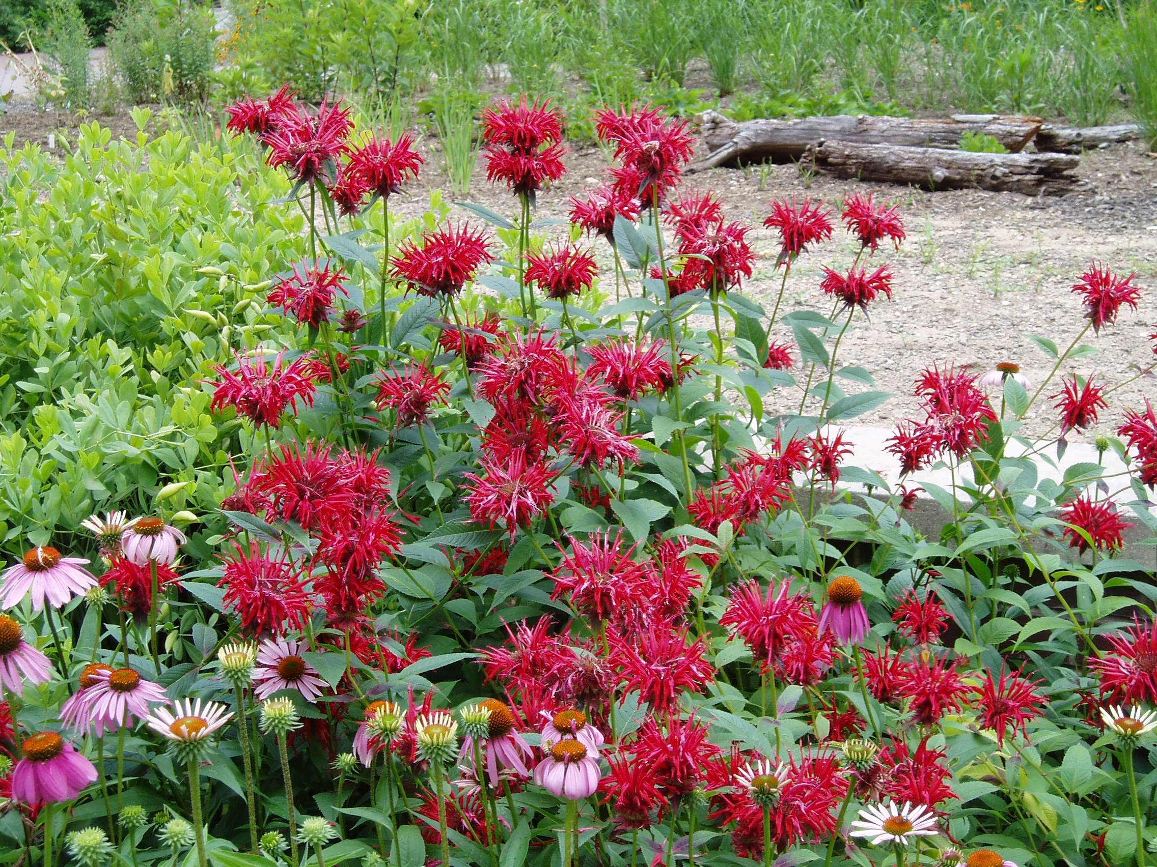 Red beebalm flowers.