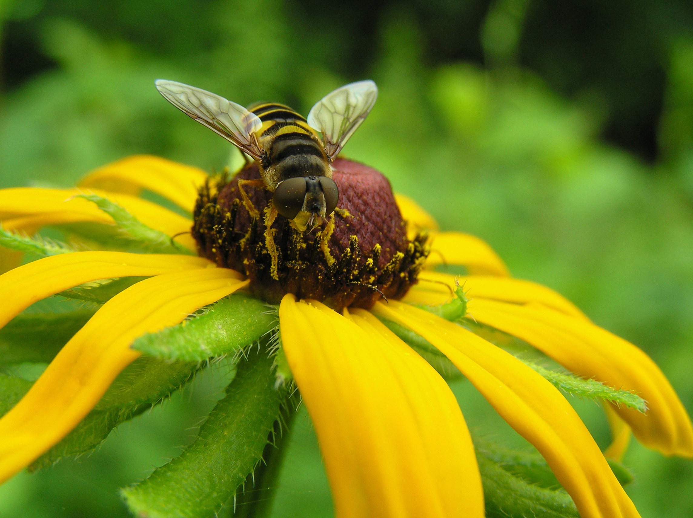 Close up of a bee on a yellow flower.