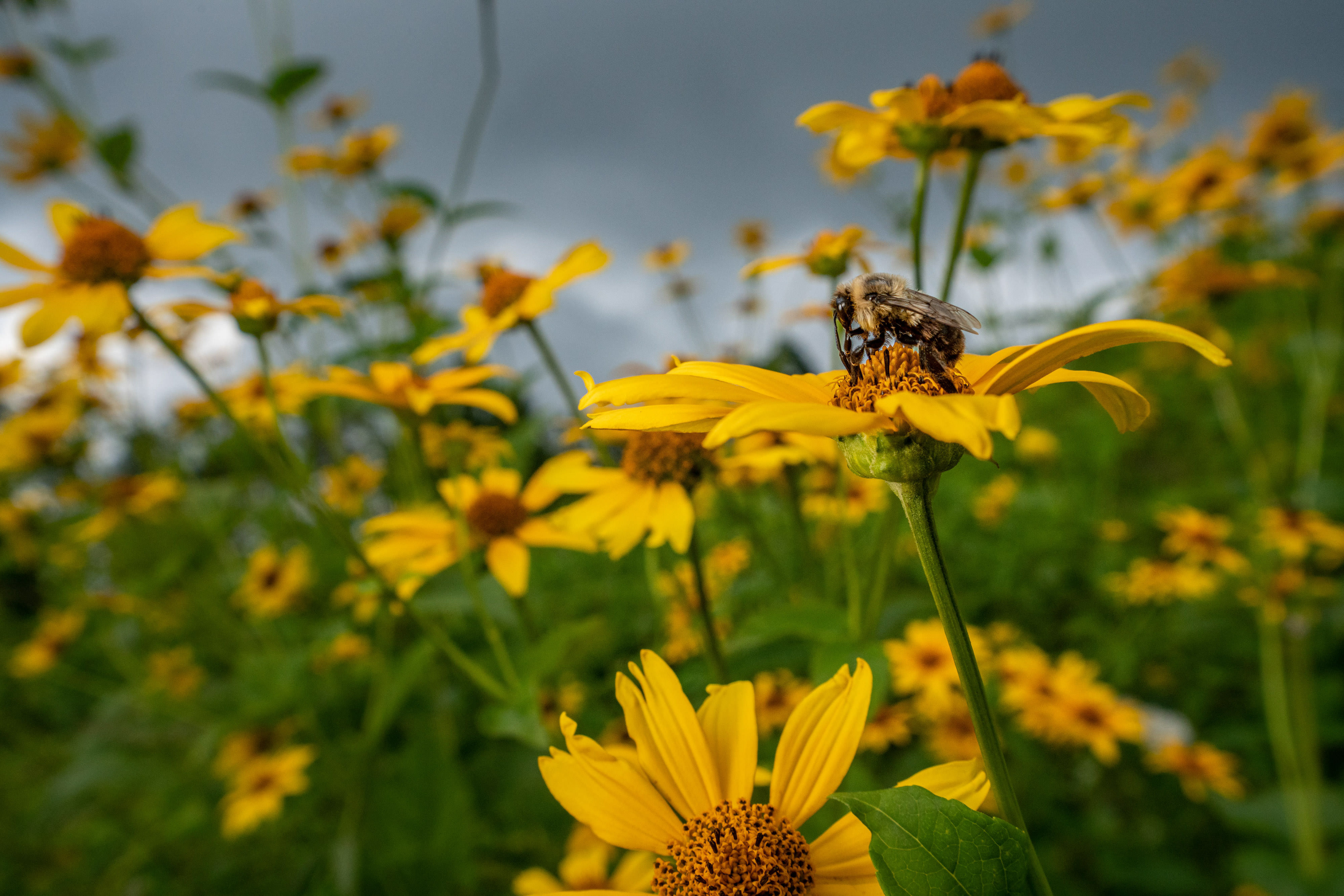 A bumblebee on Smooth Oxeye flowers in a meadow