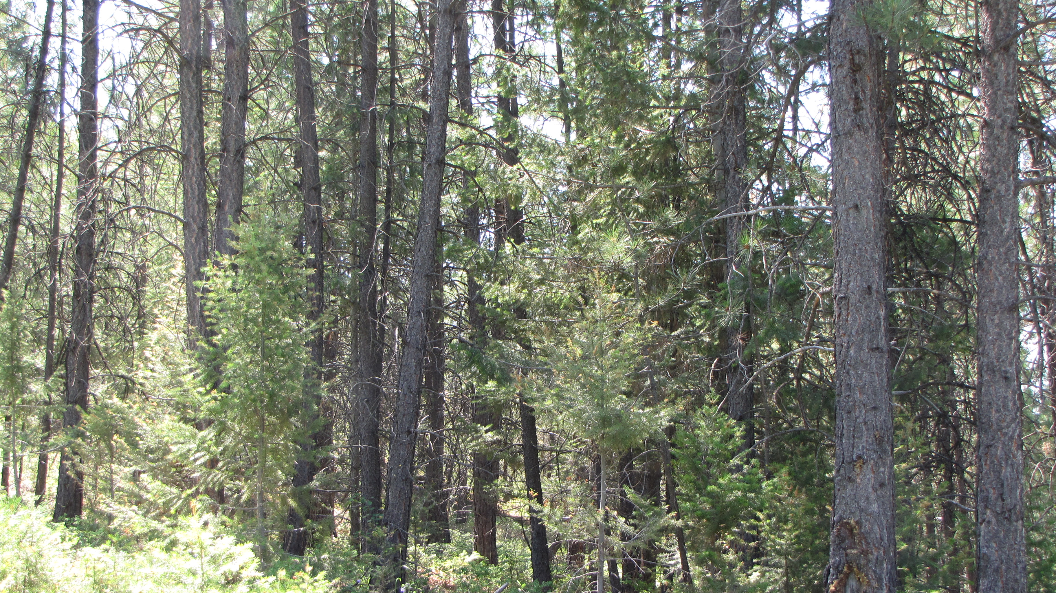 Dense, overgrown forest before thinning.