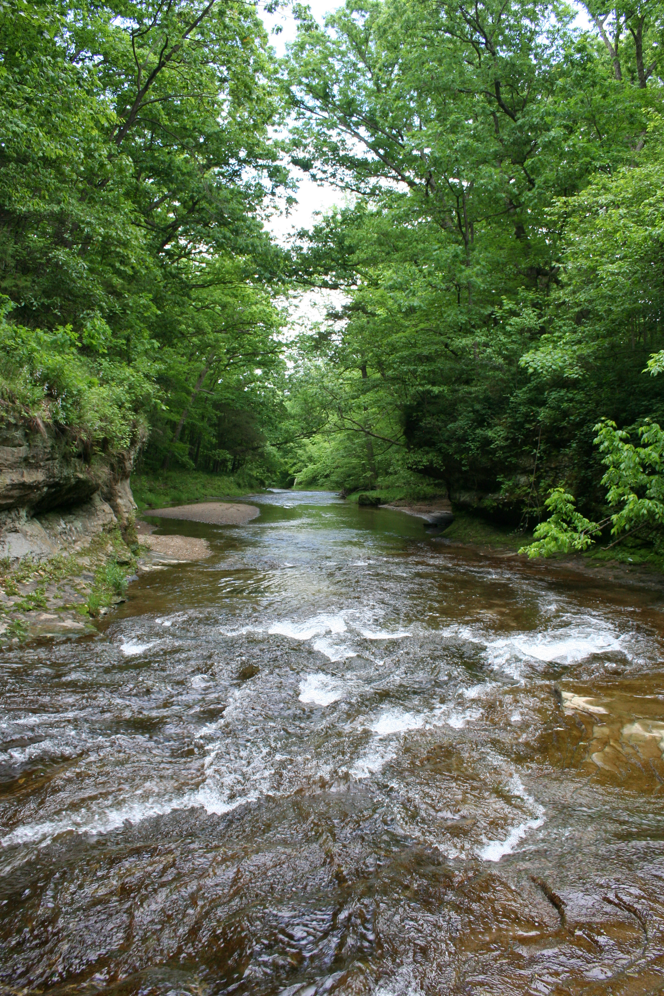 Shallow creek riffles in wooded landscape.