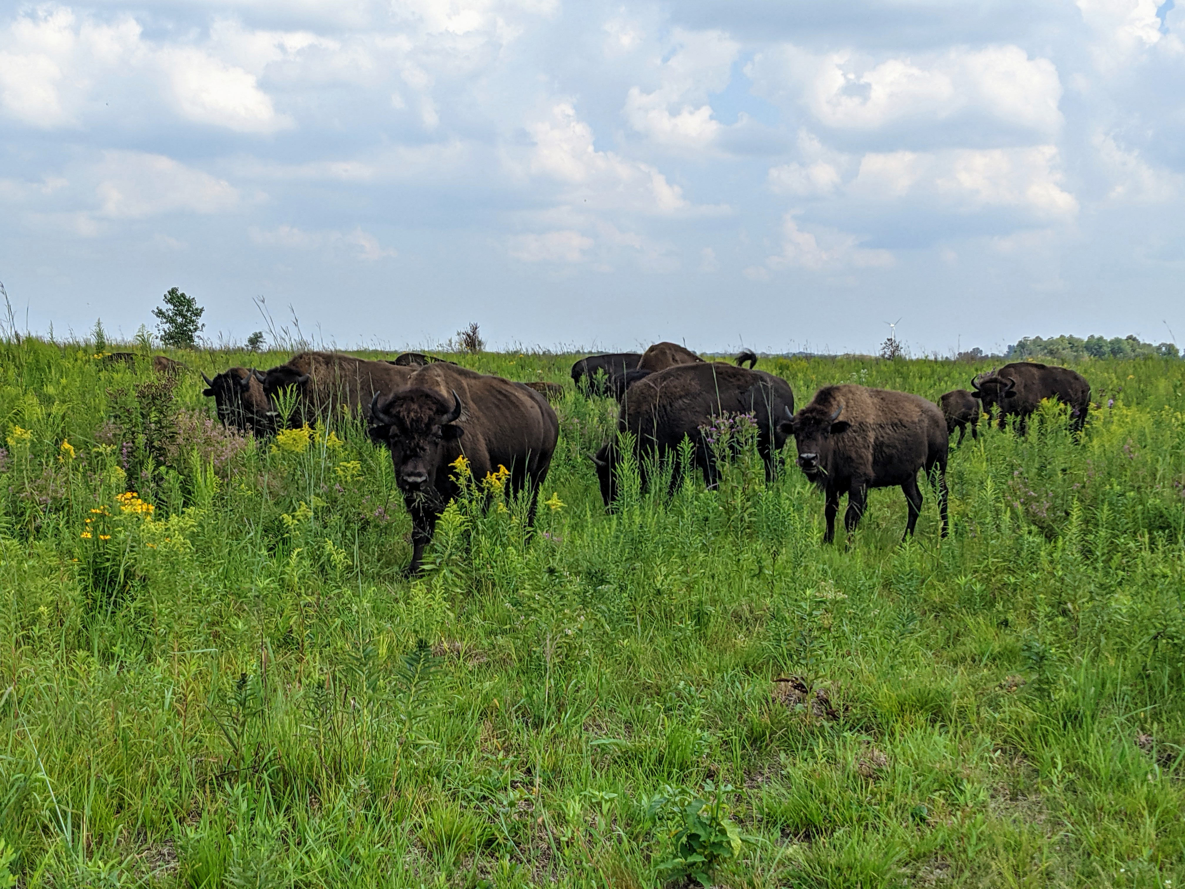 Bison stand in tall green grasses on the Kankakee Sands prairie.