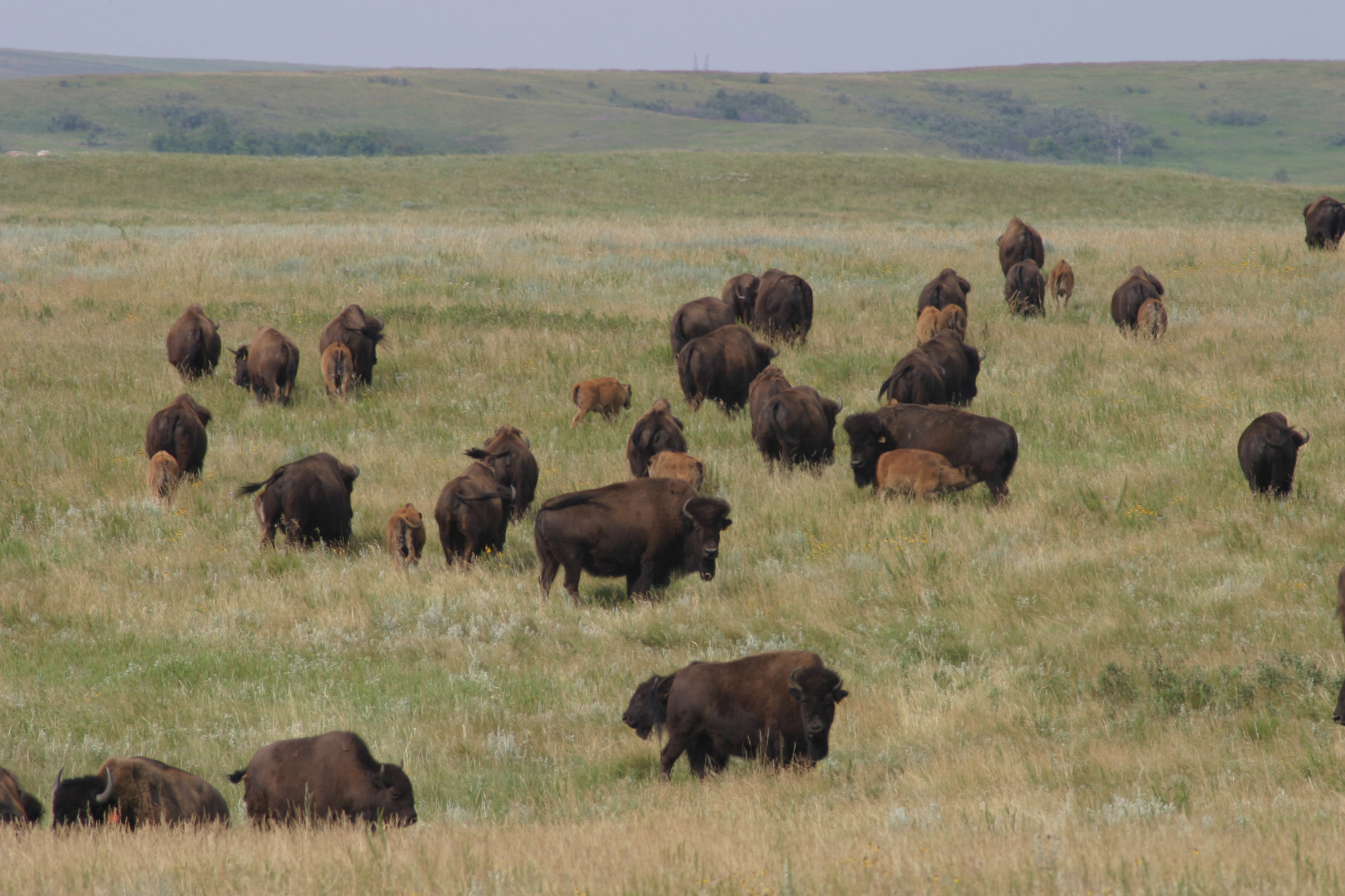 Bison herd on ranchland.