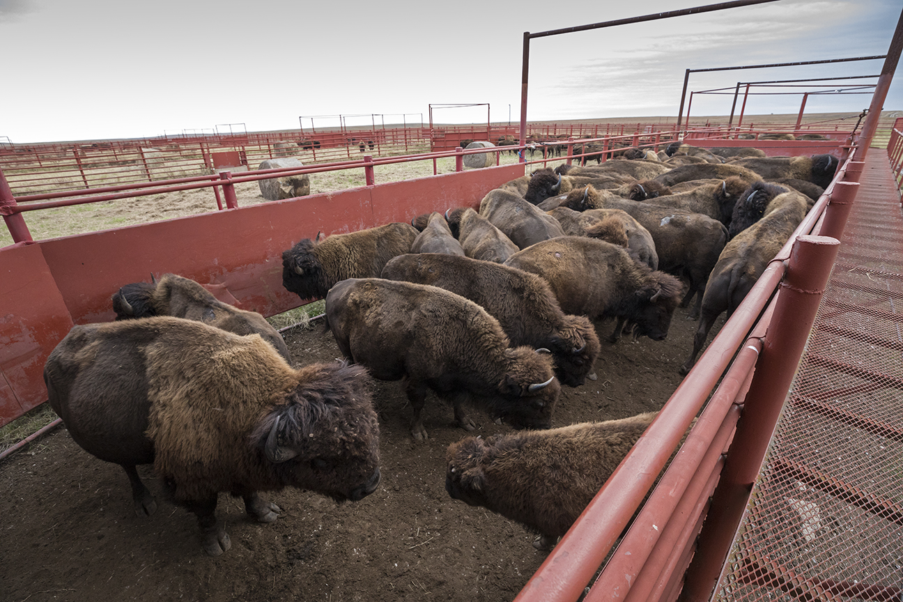 A group of bison in a corral.