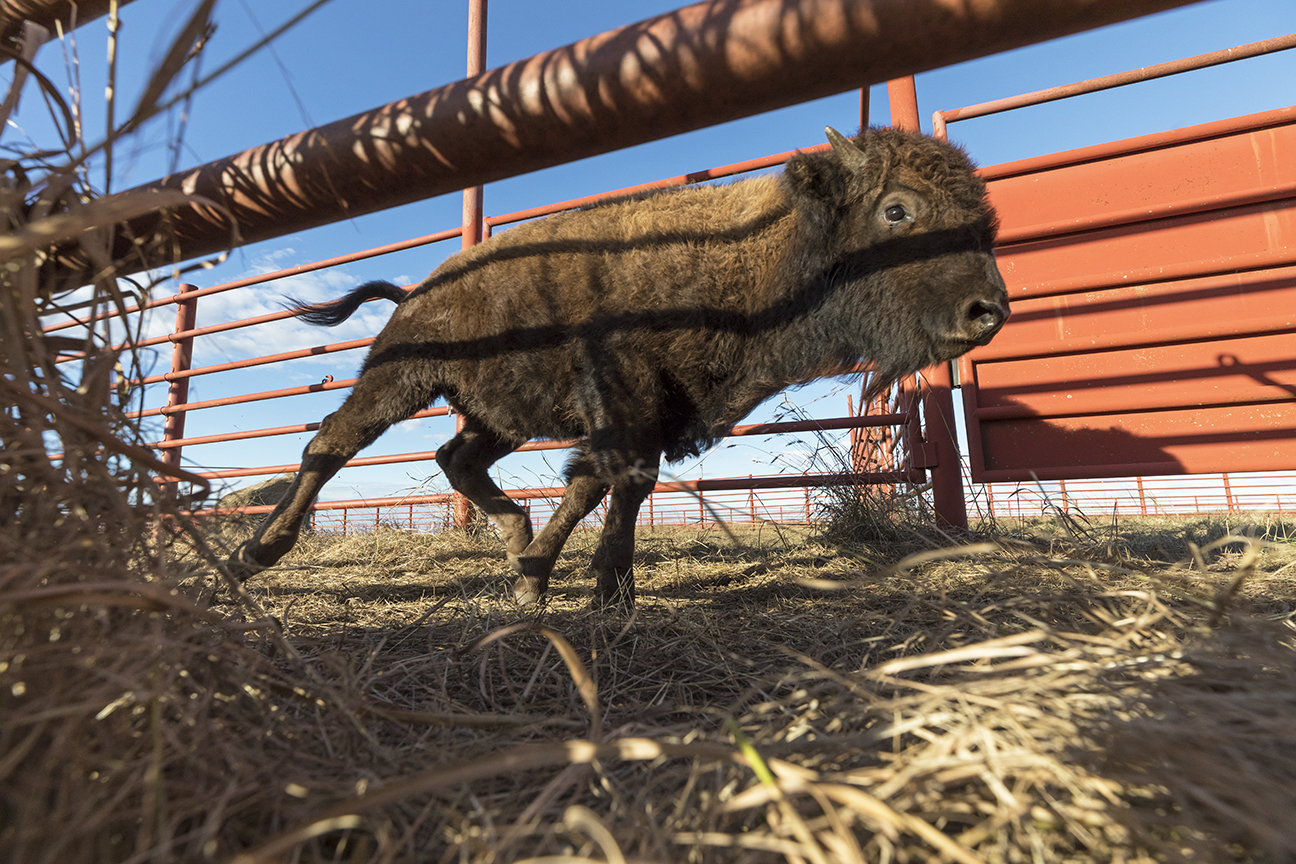 Close up of bison calf running through a corral.