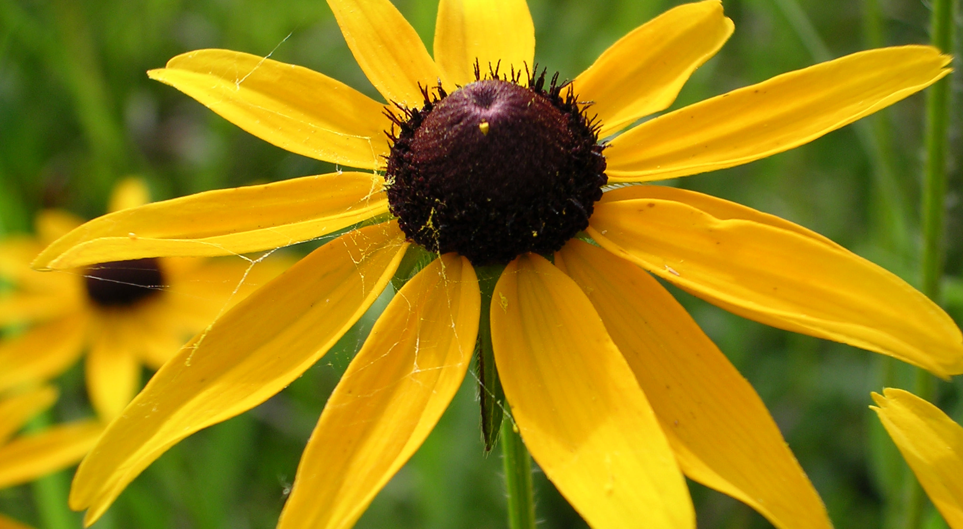 A yellow flower with a brown center.