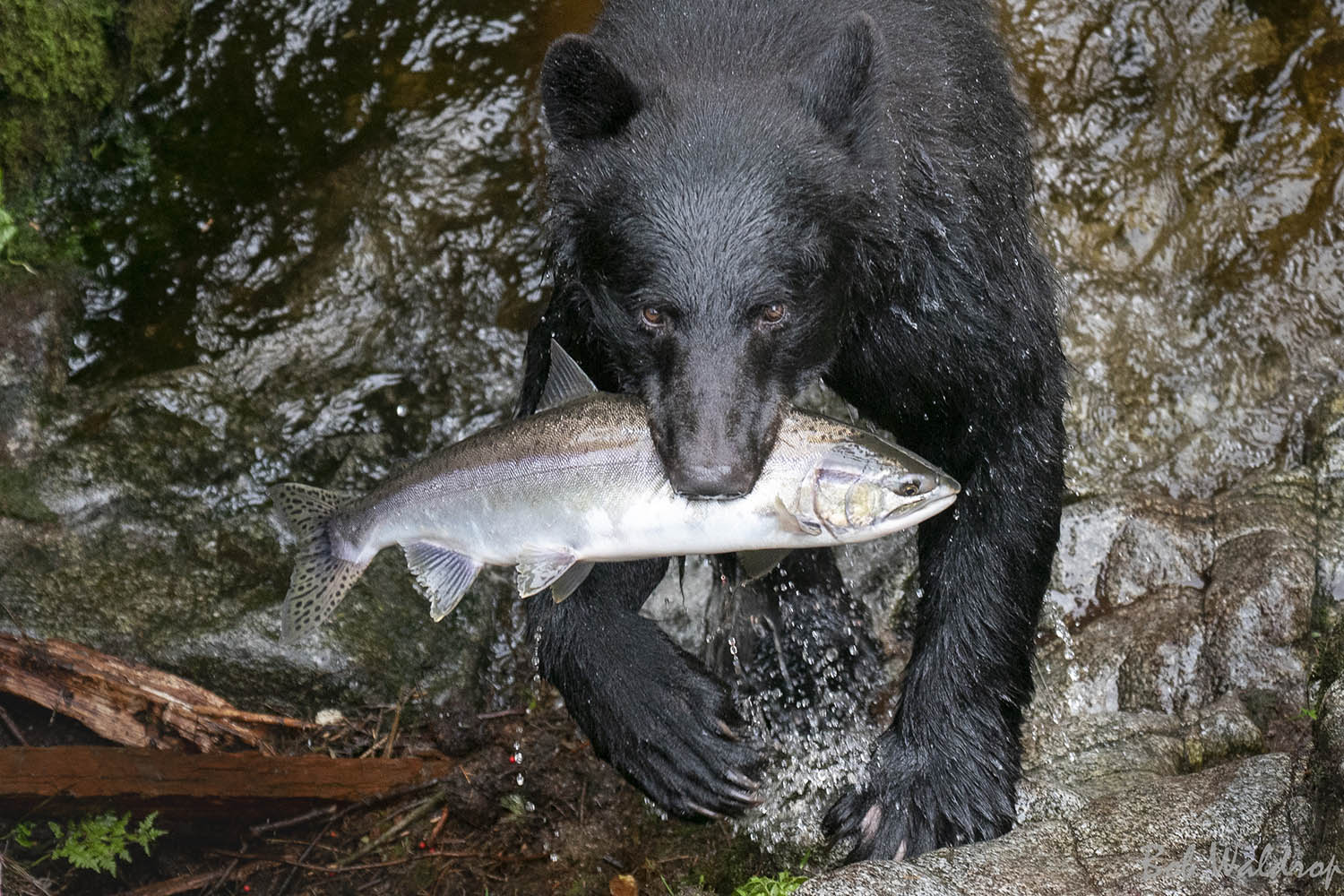 A black bear carries a fresh-caught salmon