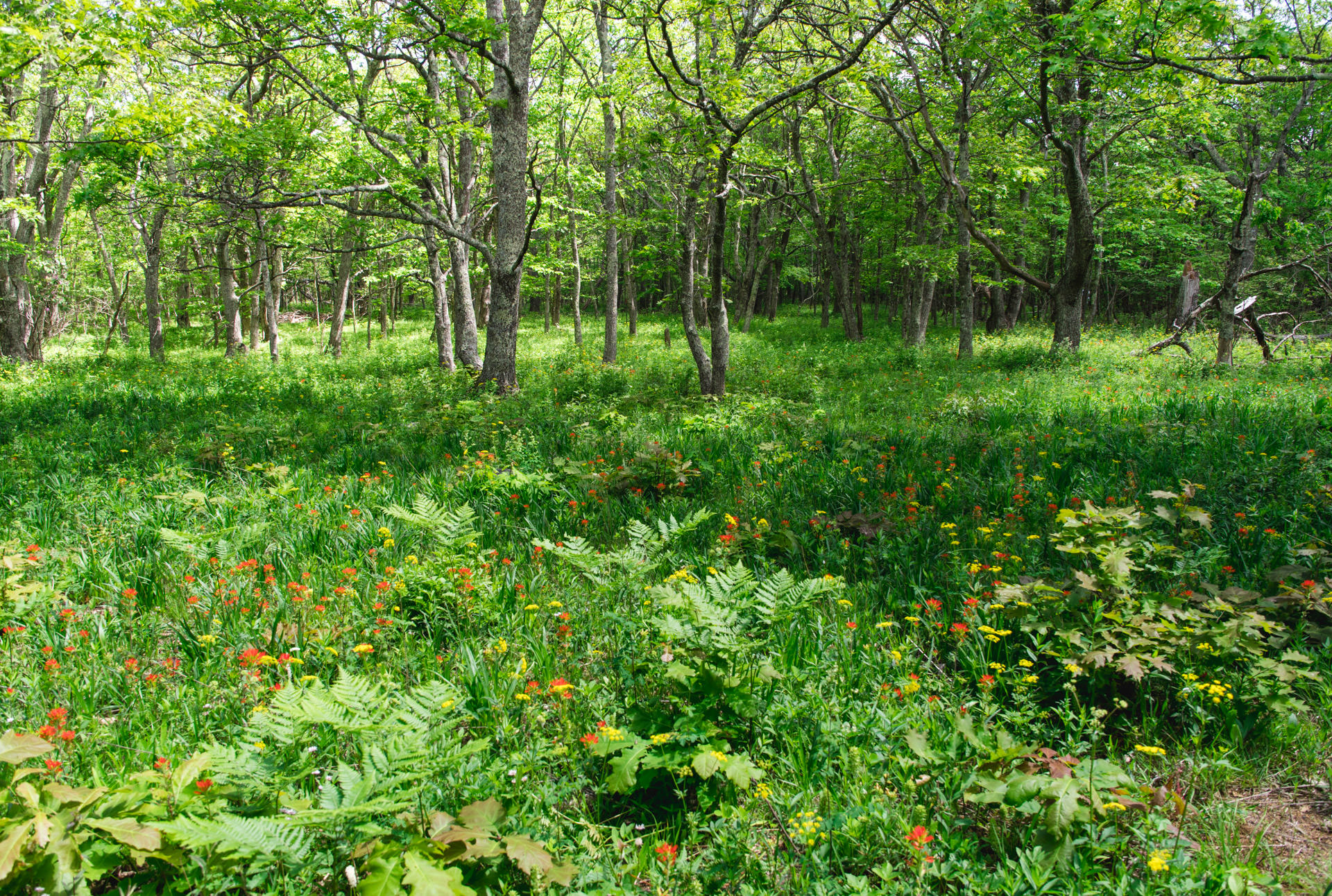 A field of wildflowers on Bluff Mountain.