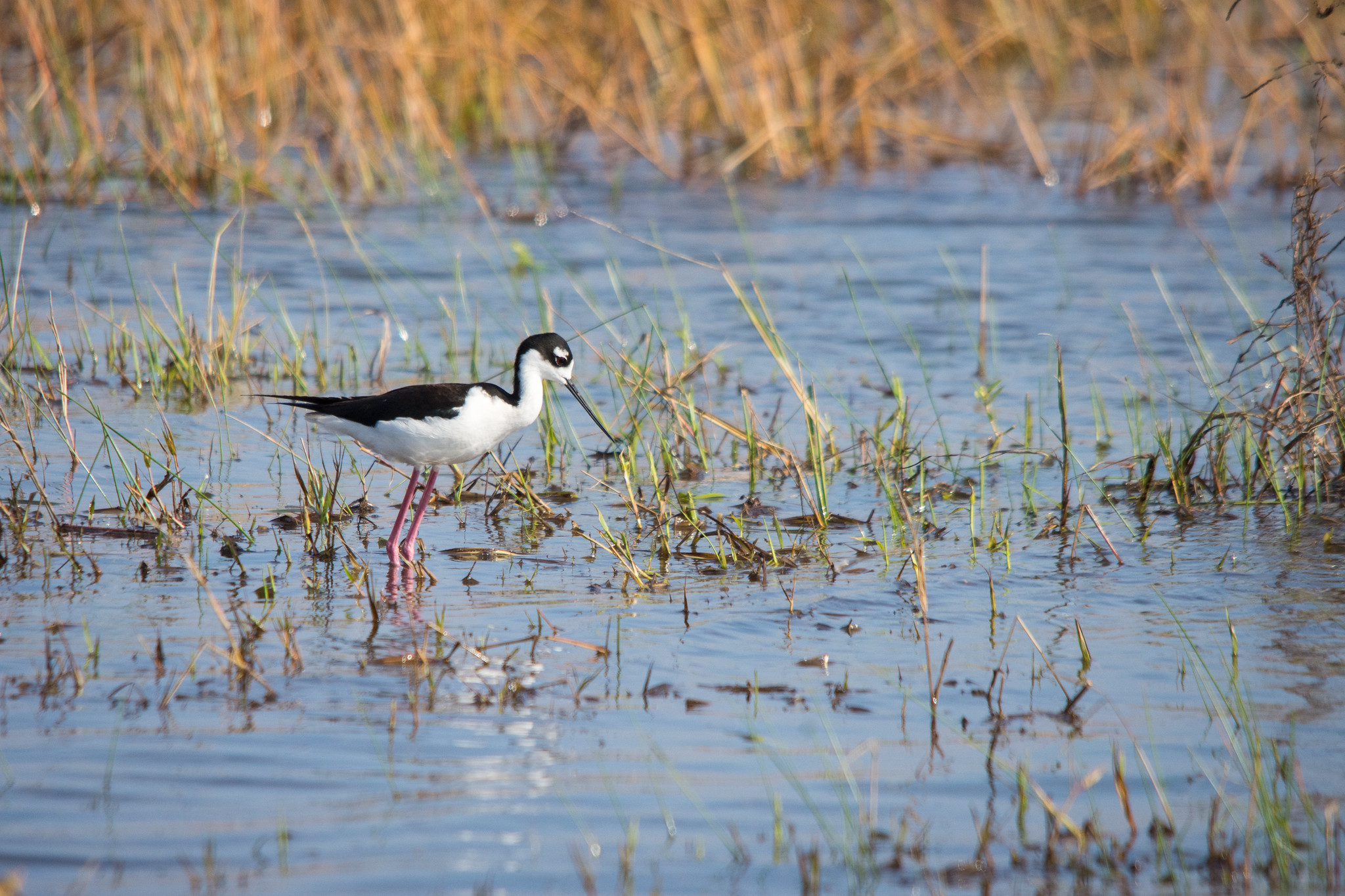 A black-necked stilt wades through wetlands at Mad Island Marsh Preserve.