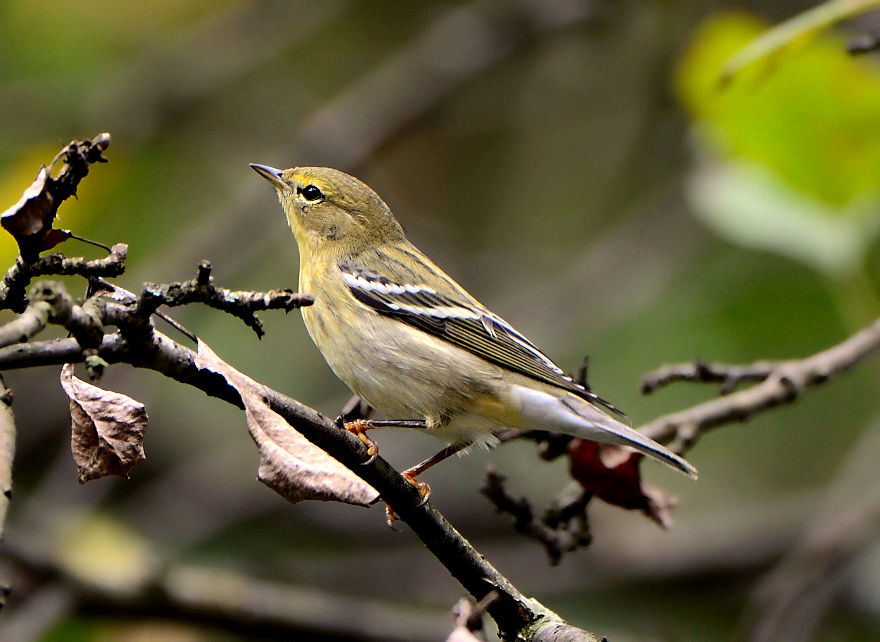 Blackpoll warbler