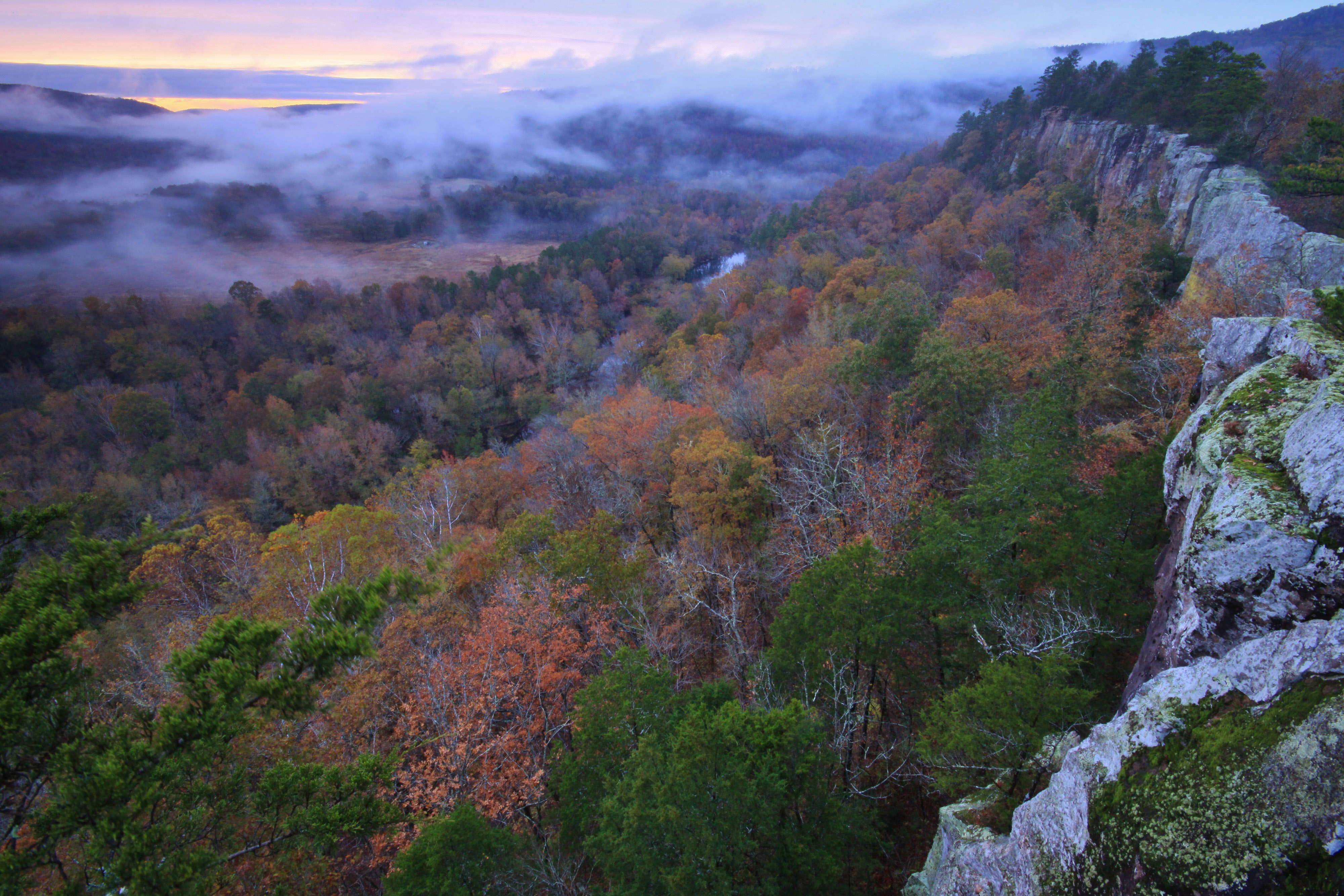 Fog sits over fall trees.