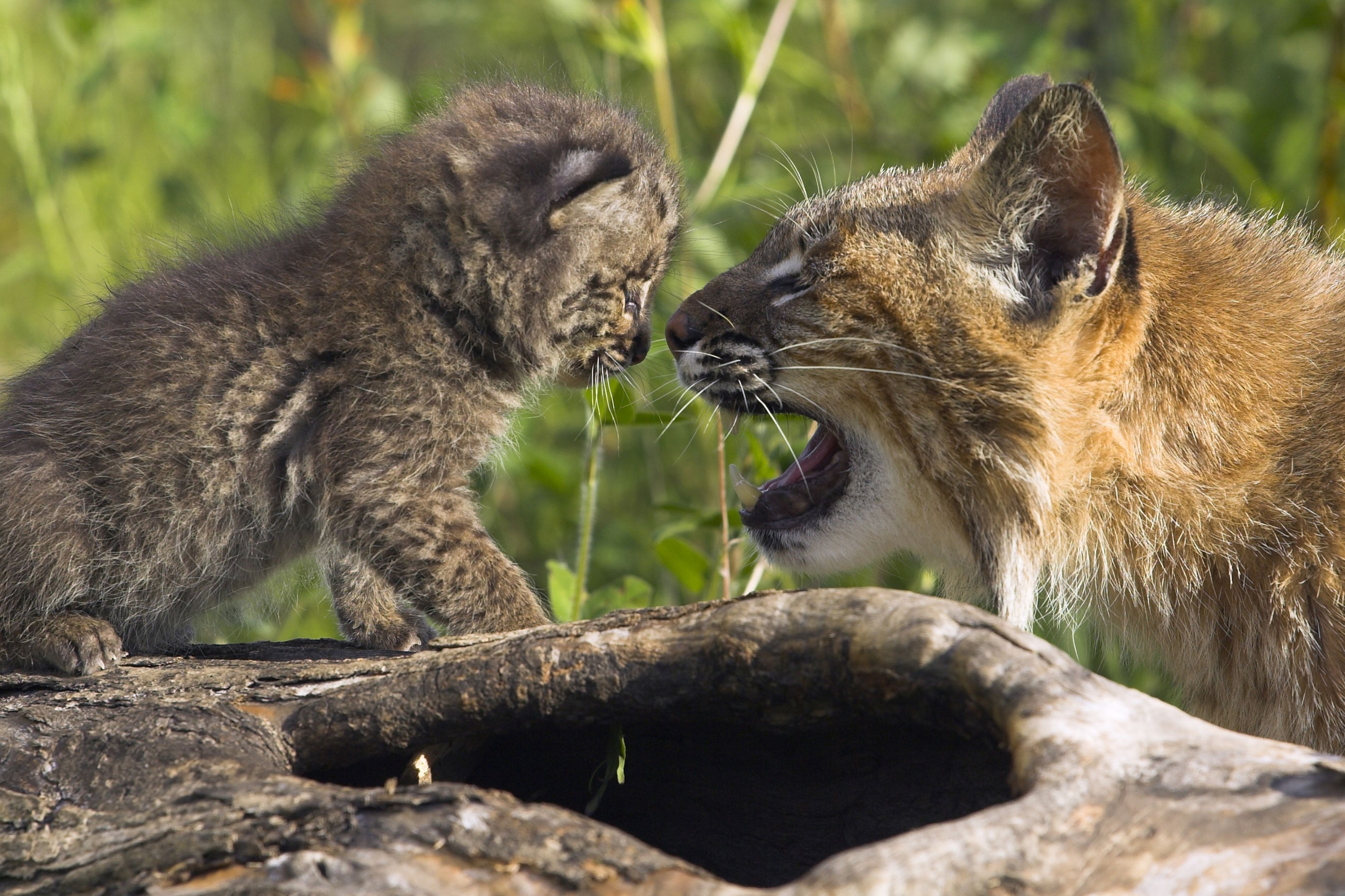 A bobcat kitten is looking at their mother. 