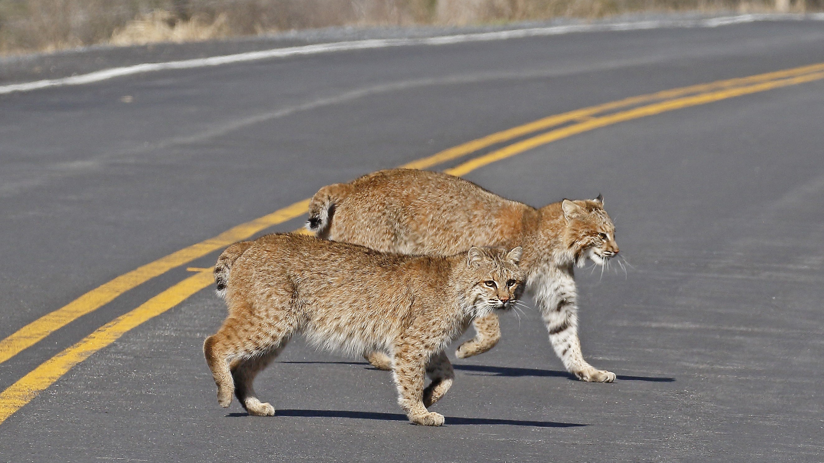 Two bobcats crossing a road. 