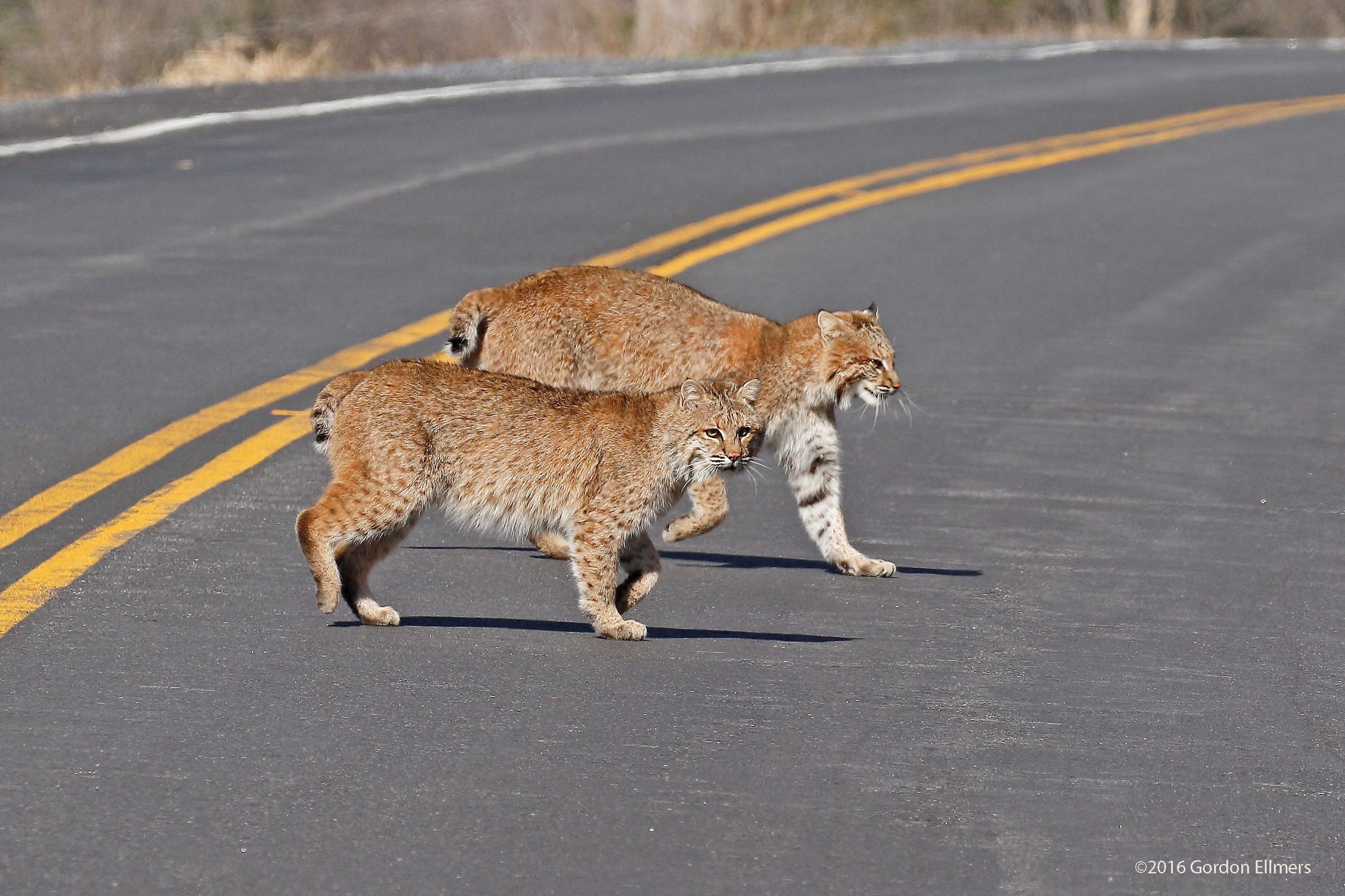 Two bobcats crossing a roadway.