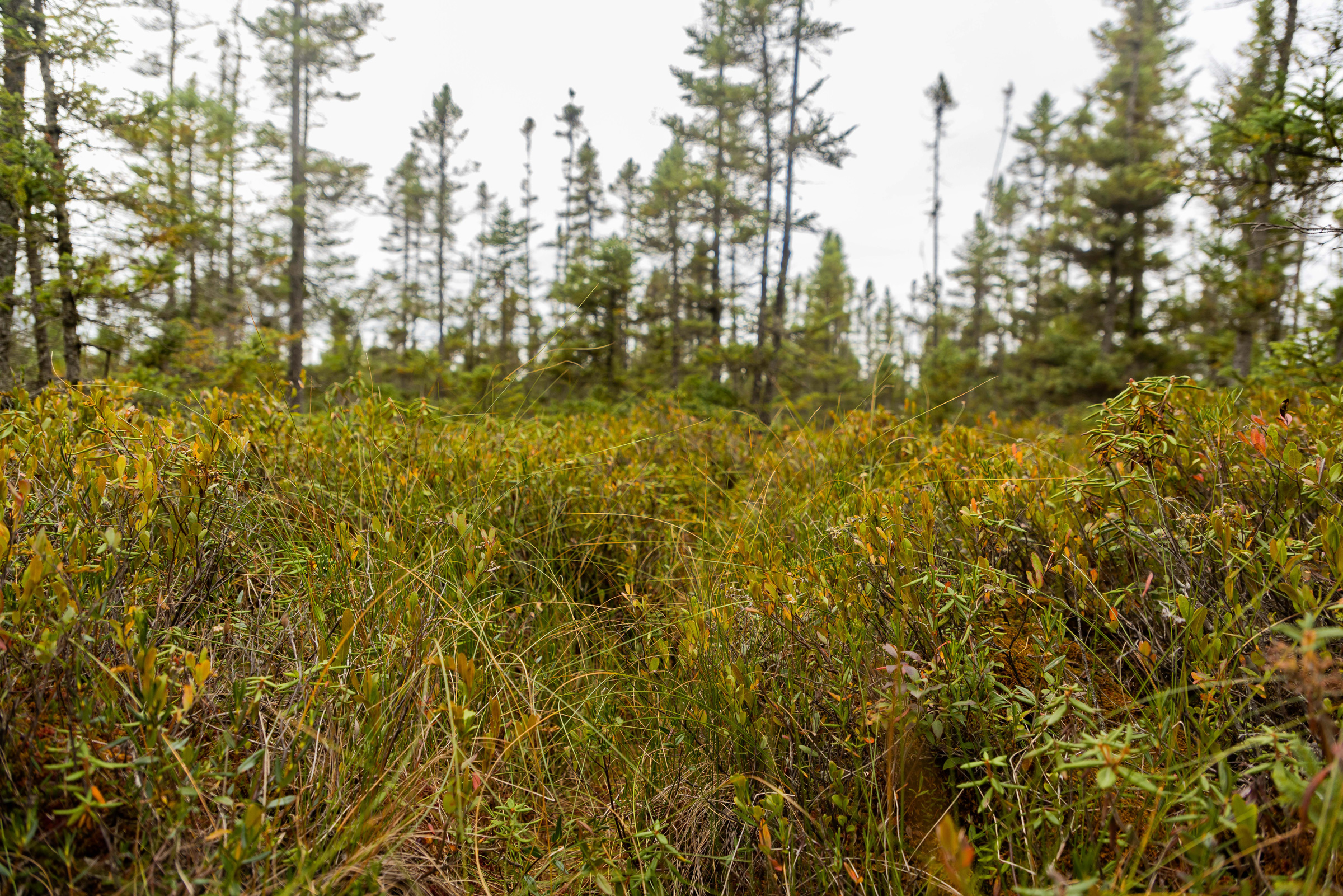 Landscape view of bog plants and small tamarack trees.