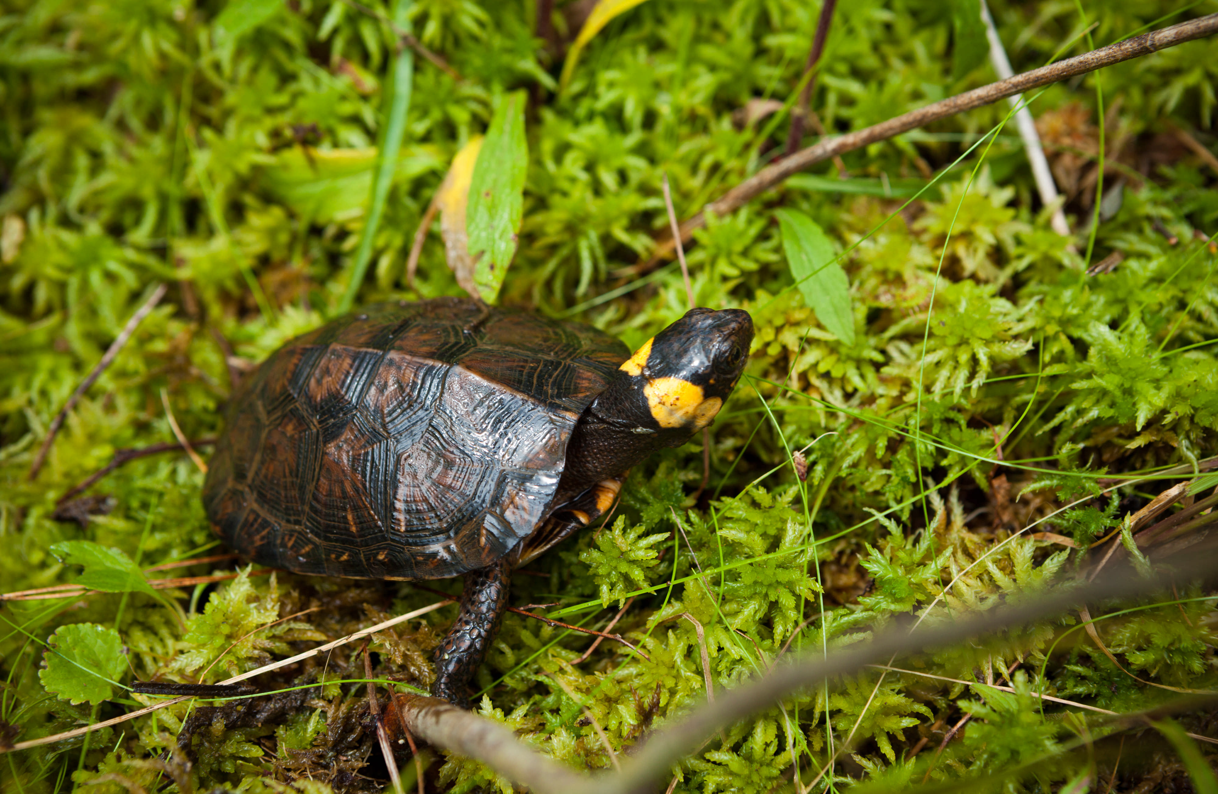 A small turtle with yellow cheeks sits nestled in a patch of thick green moss.