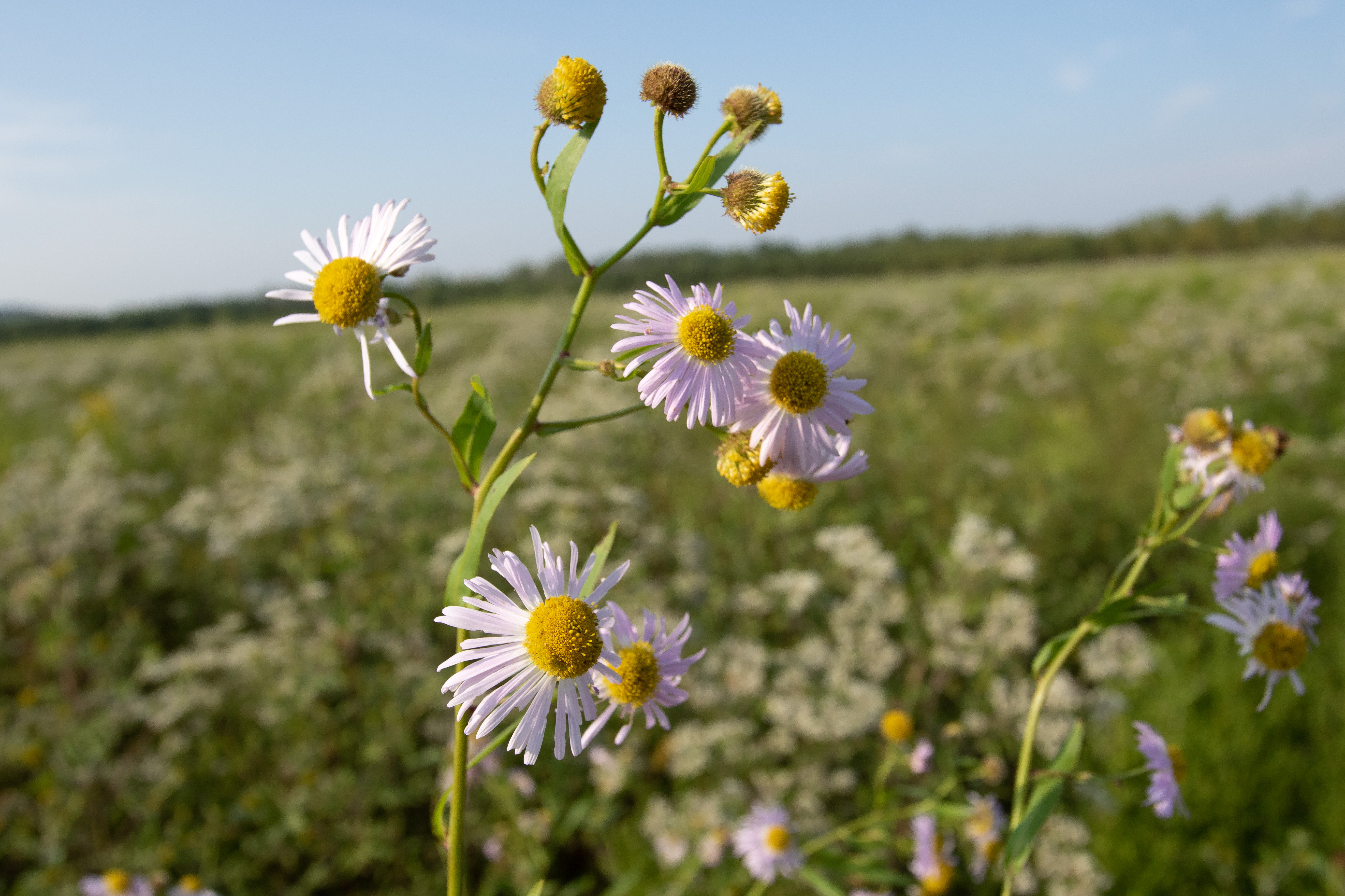 A close up of the decurrent false aster flower heads, which resemble those of a daisy. 