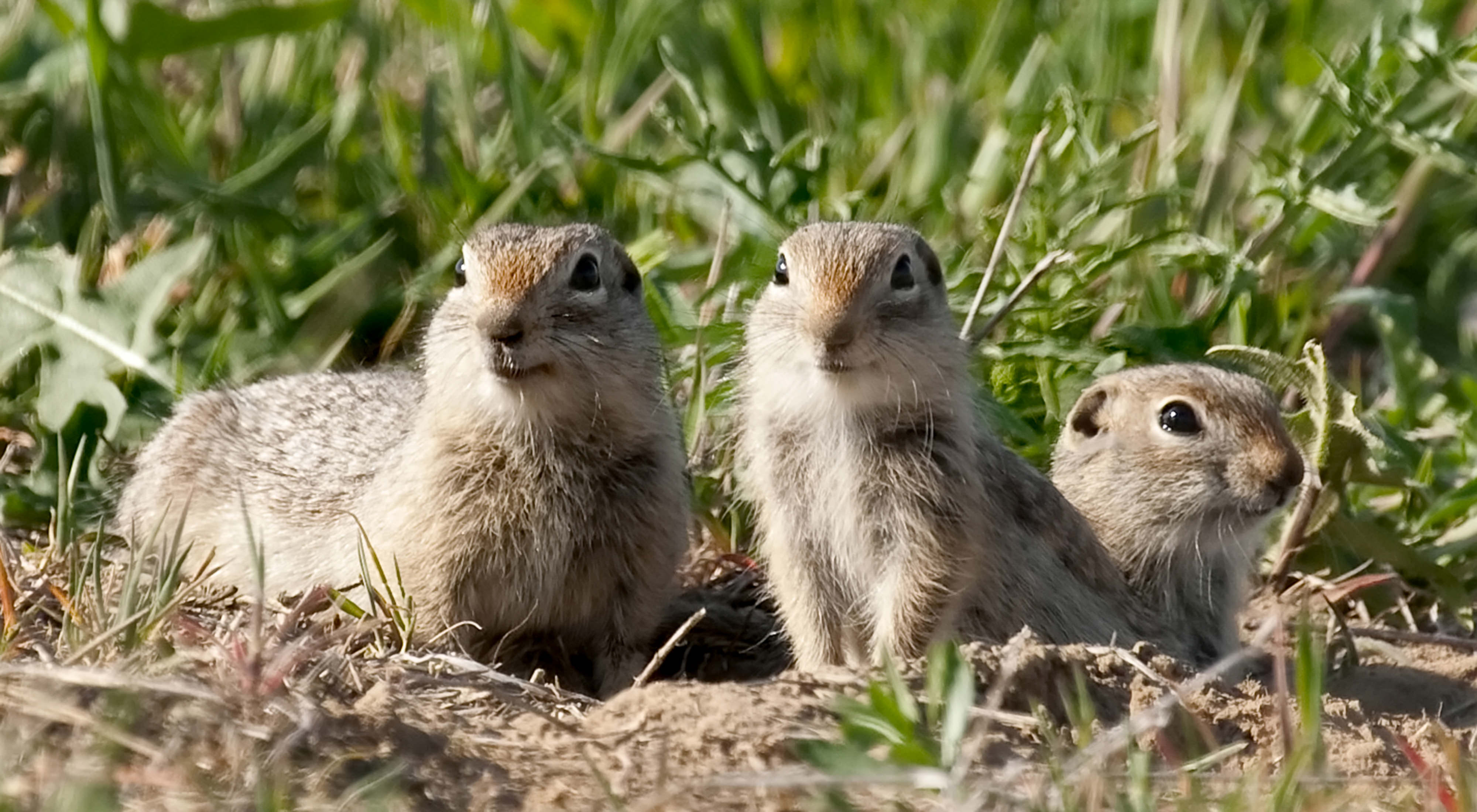 Prairie dogs at Boardman Grasslands