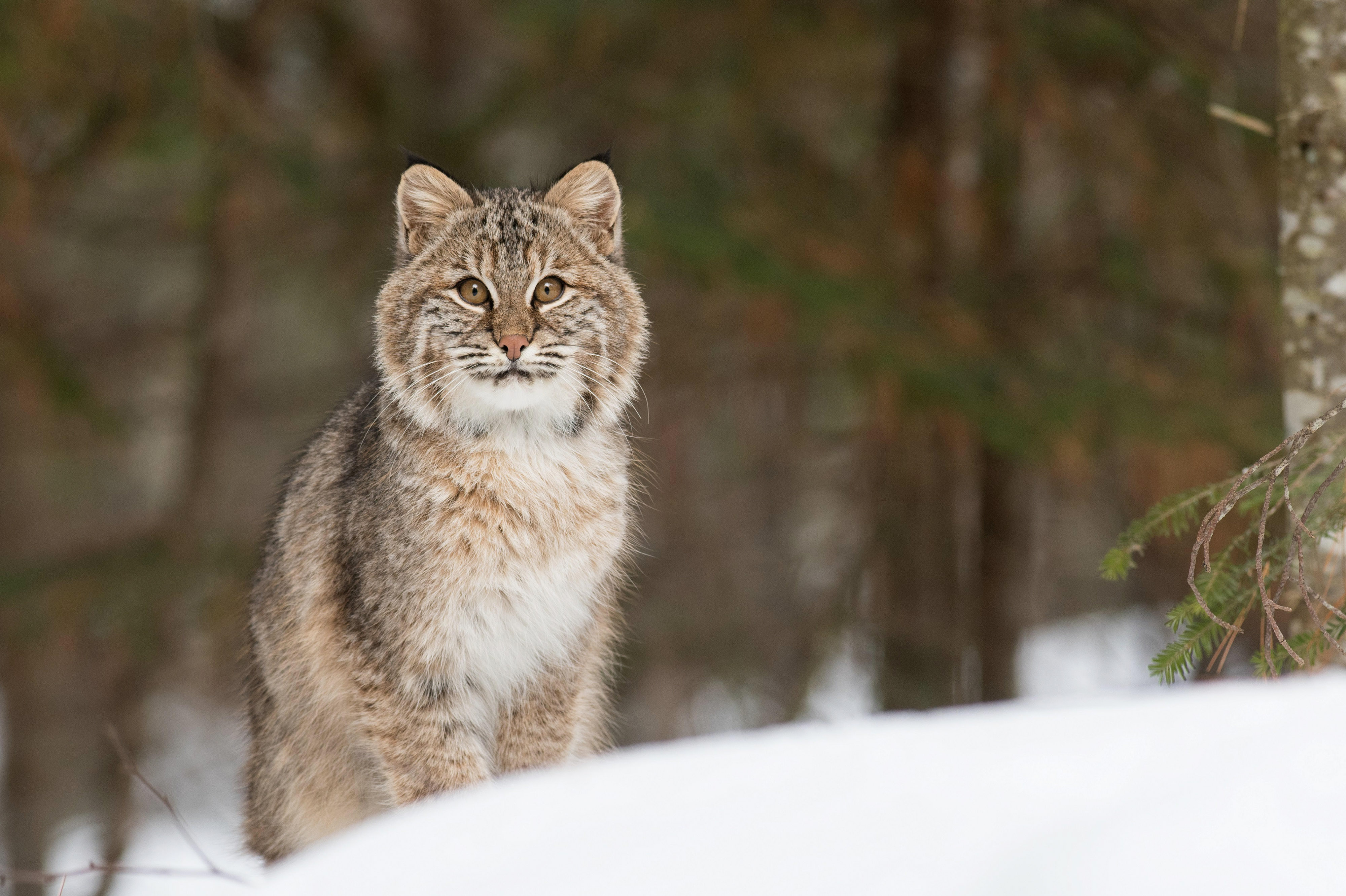 A gray striped bobcat stands in the snow looking at the camera.