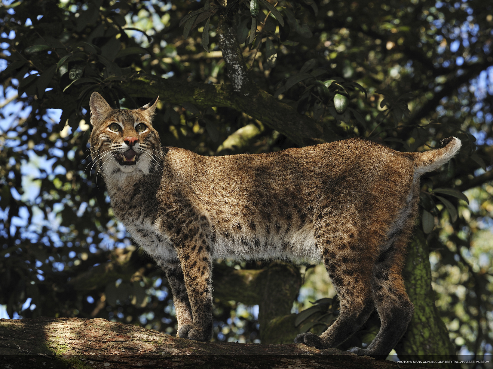 Bobcat