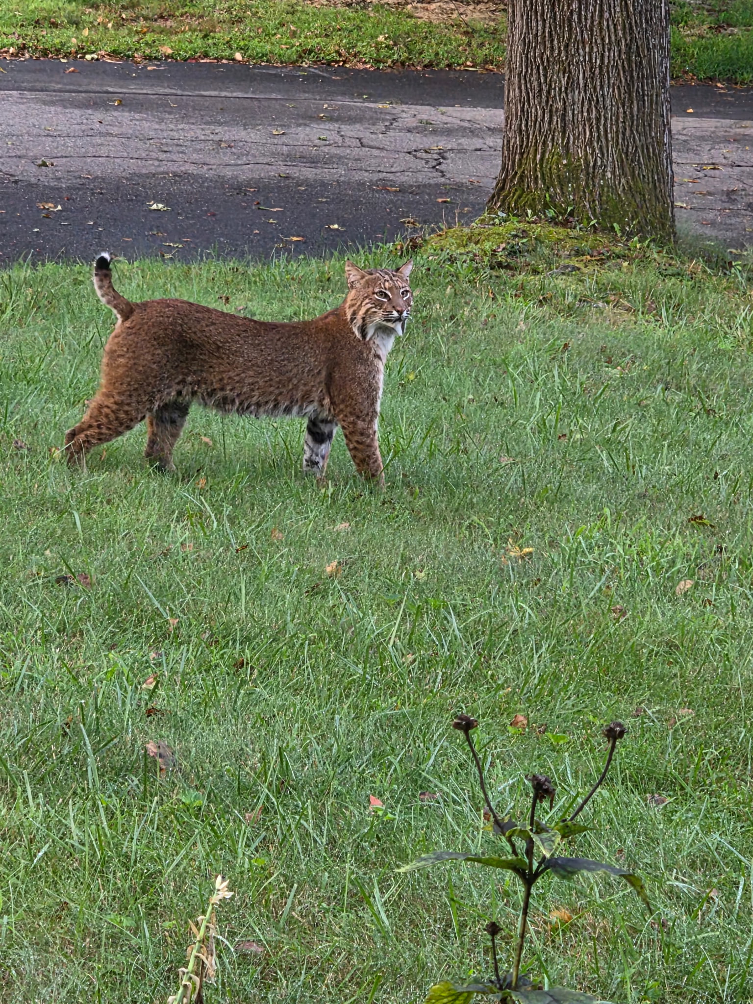 A brown bobcat walks across grass near a road.