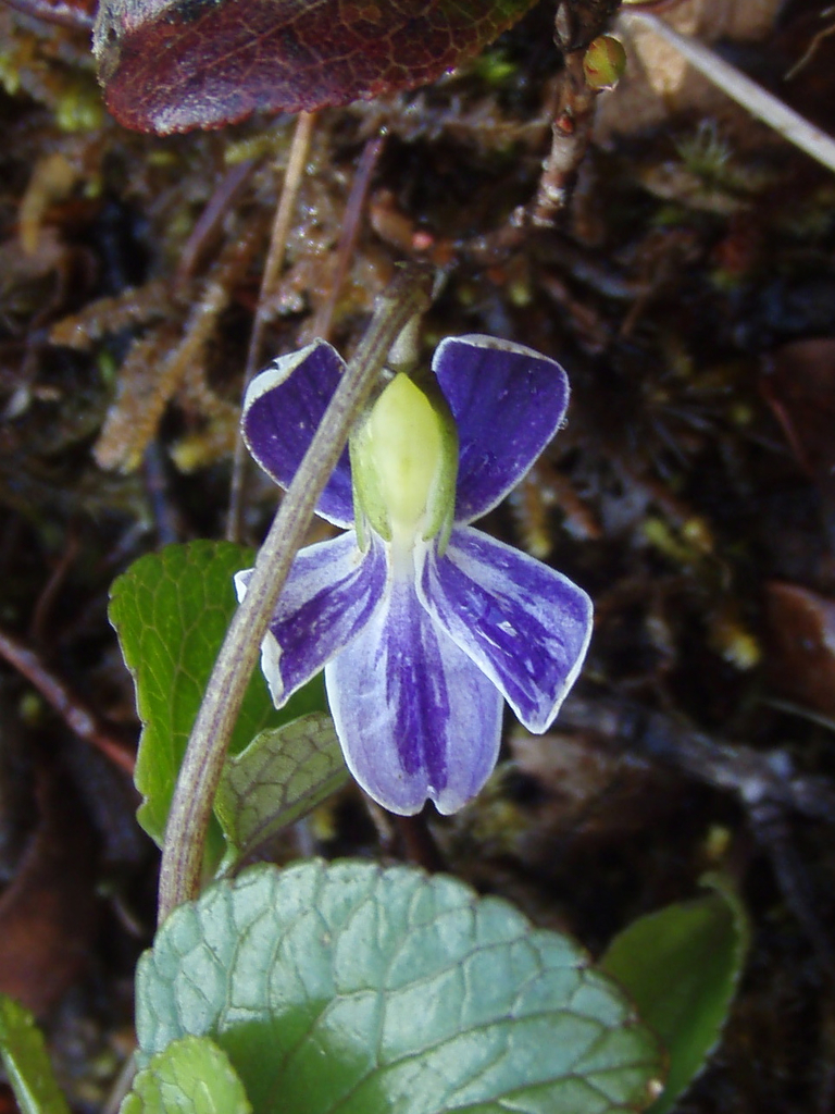 These pretty plants have small flowers that are white on their upper surface and blue to purple on the undersides.