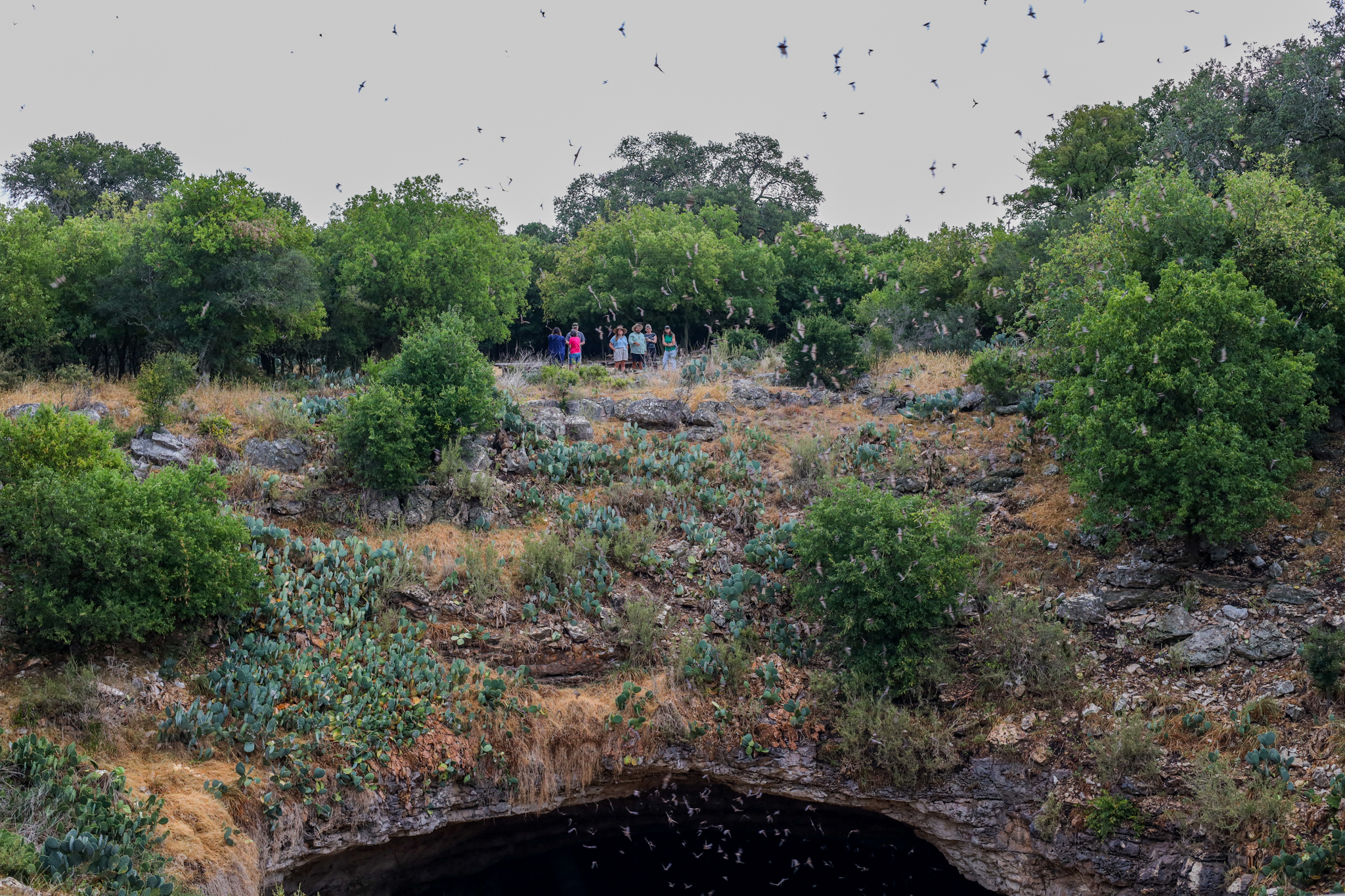 Millions of bats fly and swirl as they emerge from Bracken Cave at dusk while visitors stand in the background watching them take flight.