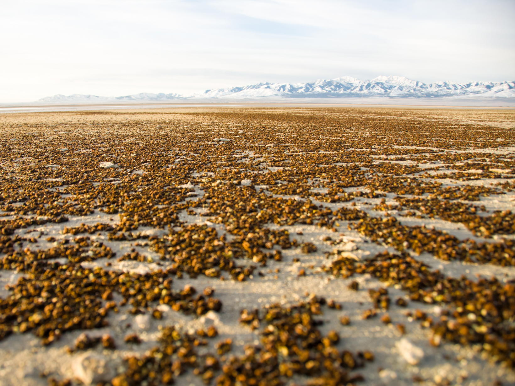 A dried up lake with millions of brine shrimp on the ground and snowy mountains in the distance.