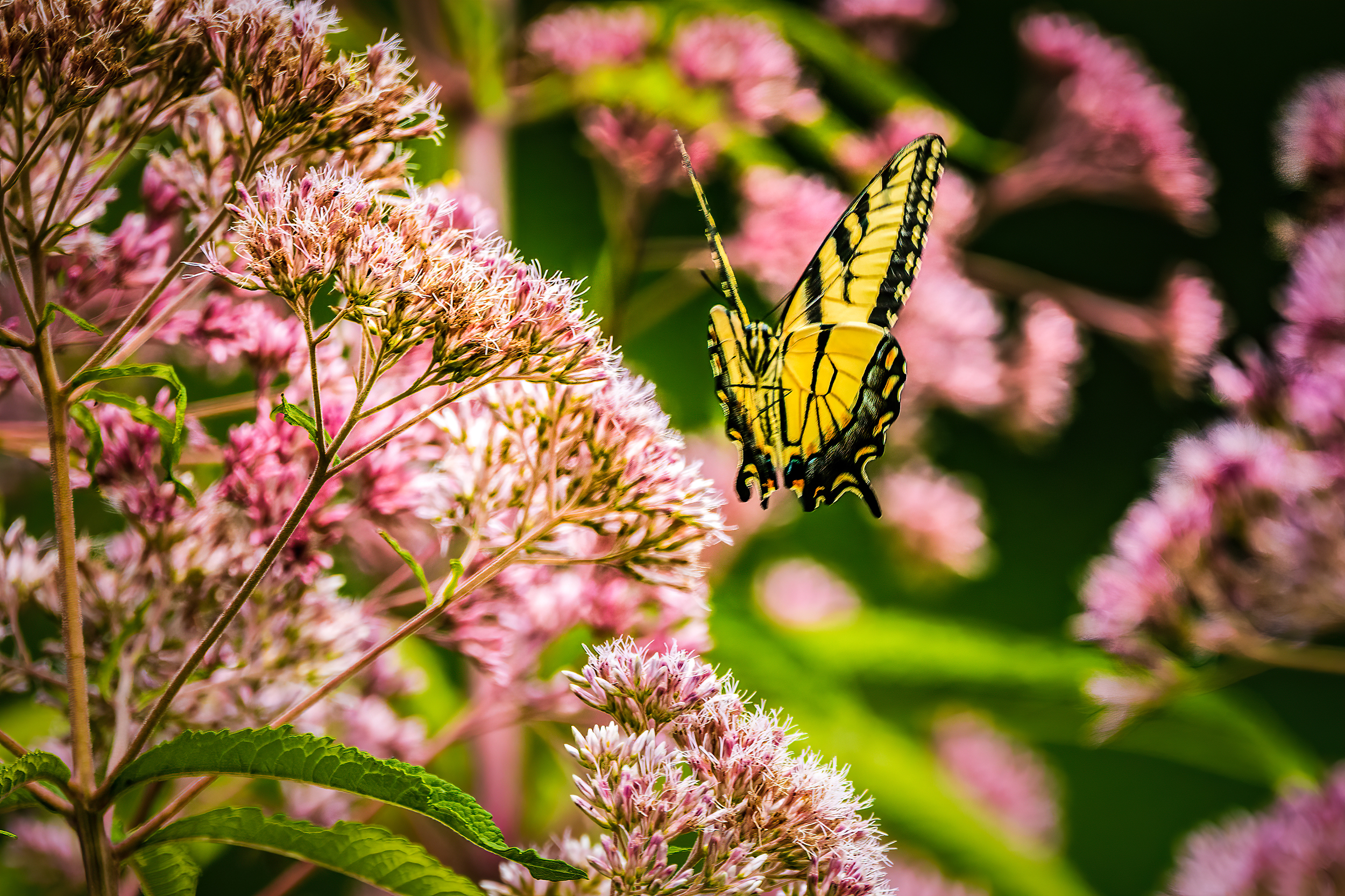 A yellow and black winged butterfly perches on a bush of pink flowers.