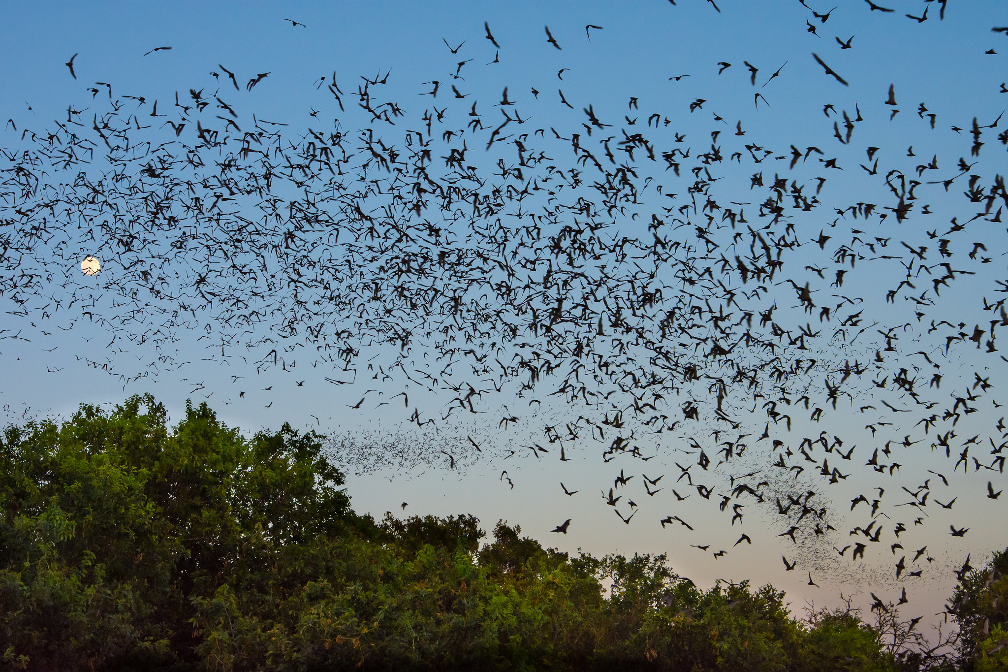 The sun sets as millions of bats take to the sky.