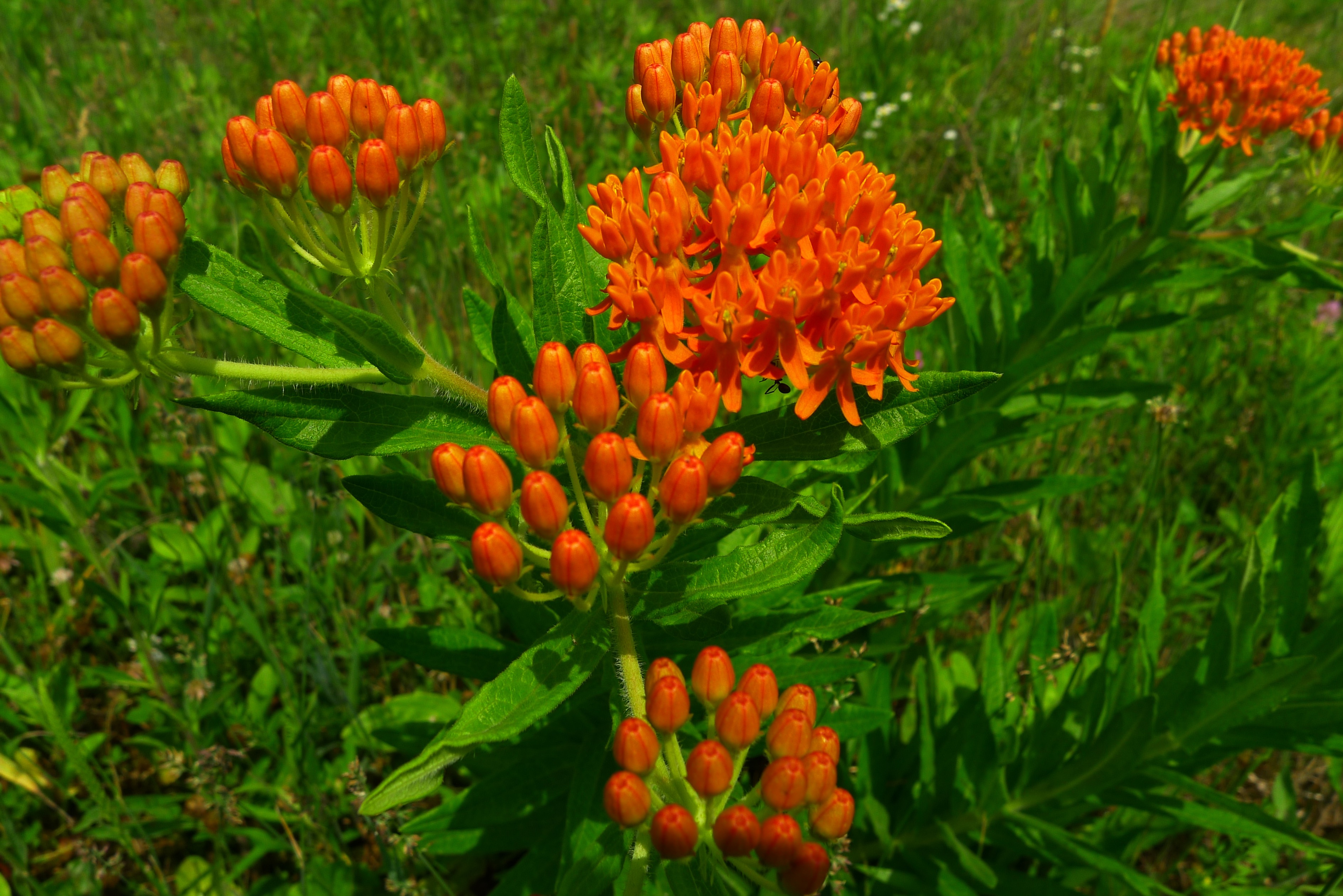 Bright orange butterfly weed blossoms and buds in a green meadow.