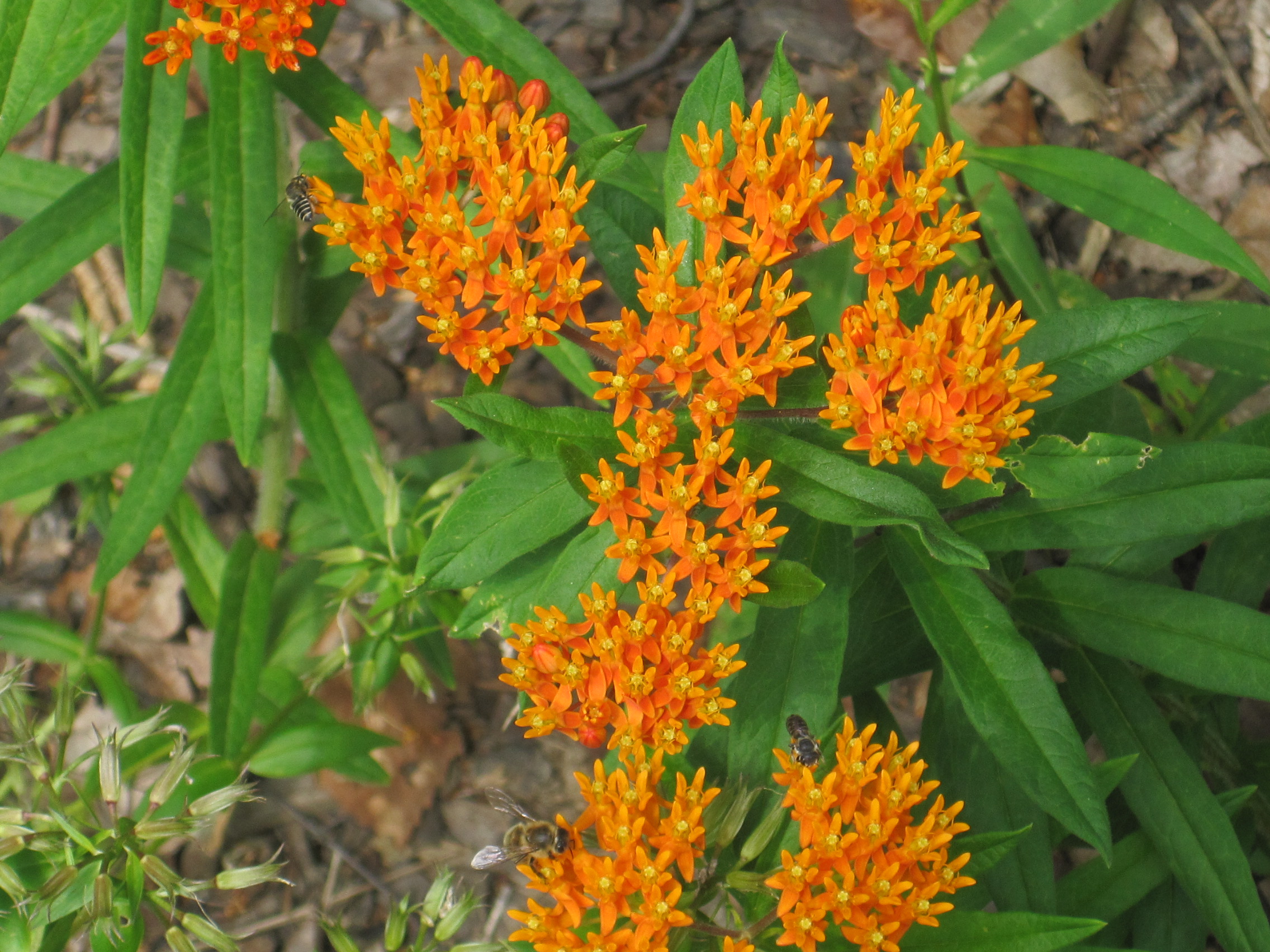Clusters of small, orange flowers.